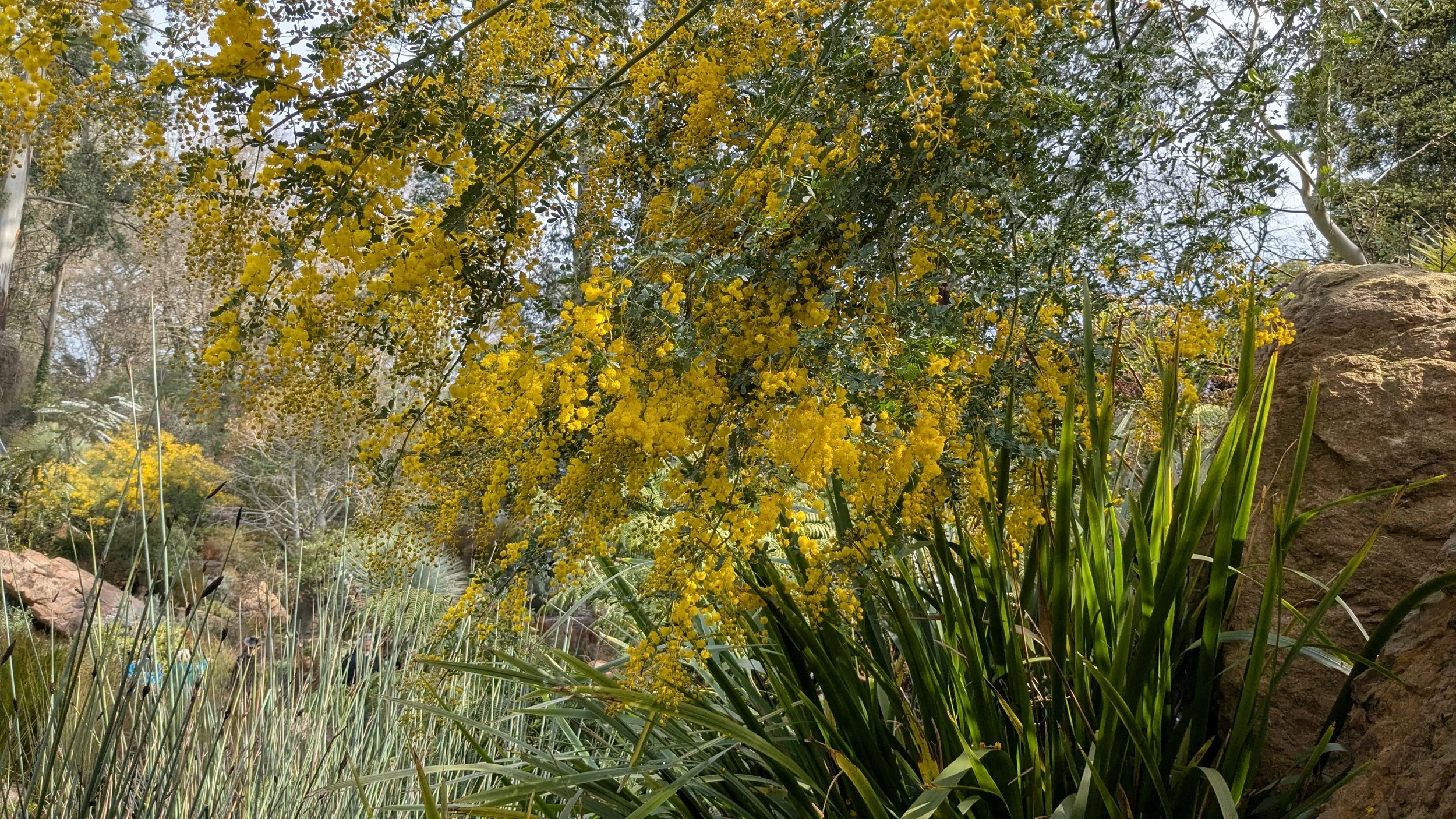 Yellow flowering shrub with green foliage and rocks in a garden setting.