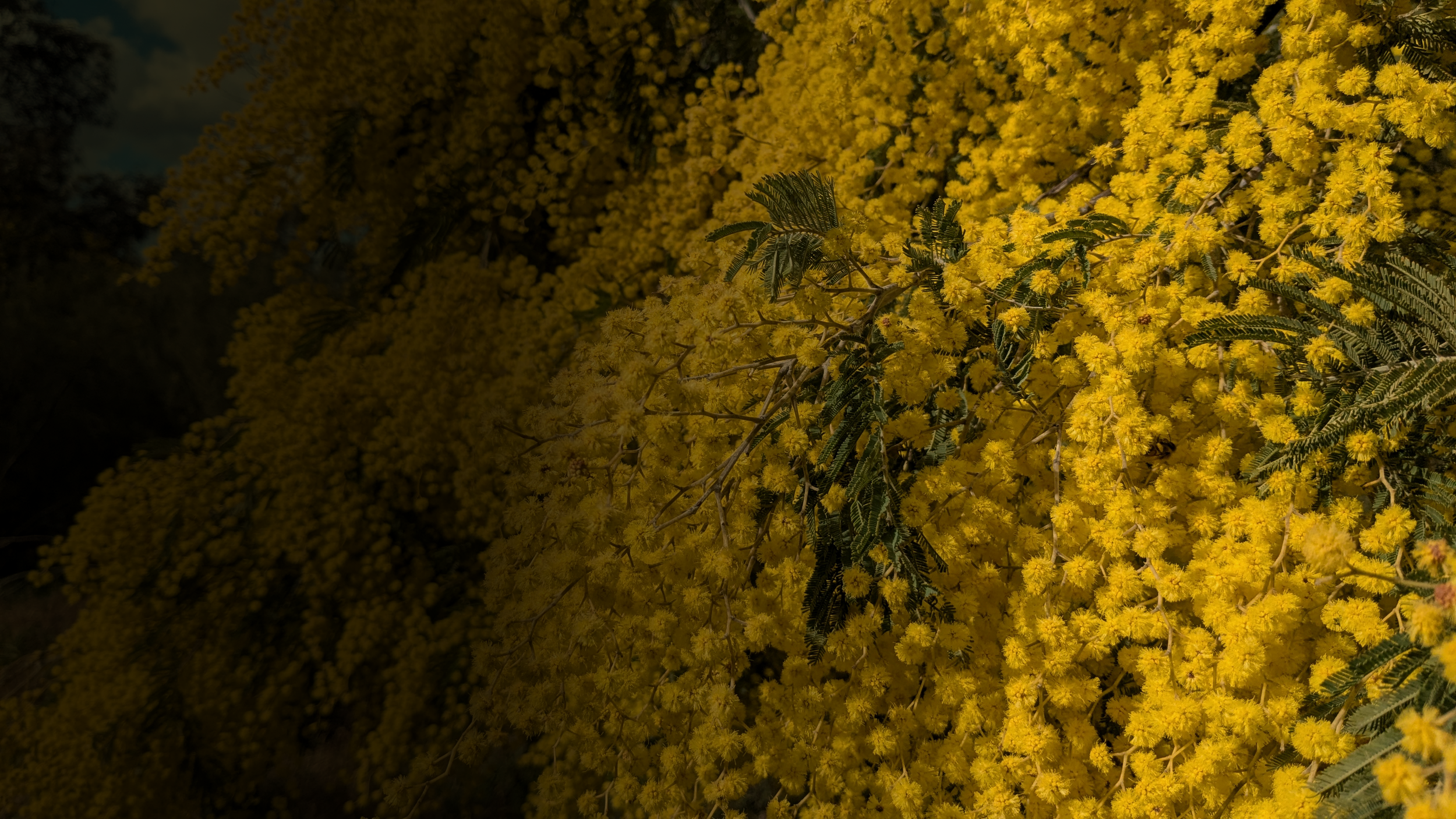 Yellow flowering tree with feathery green leaves, illuminated in a low-light setting.