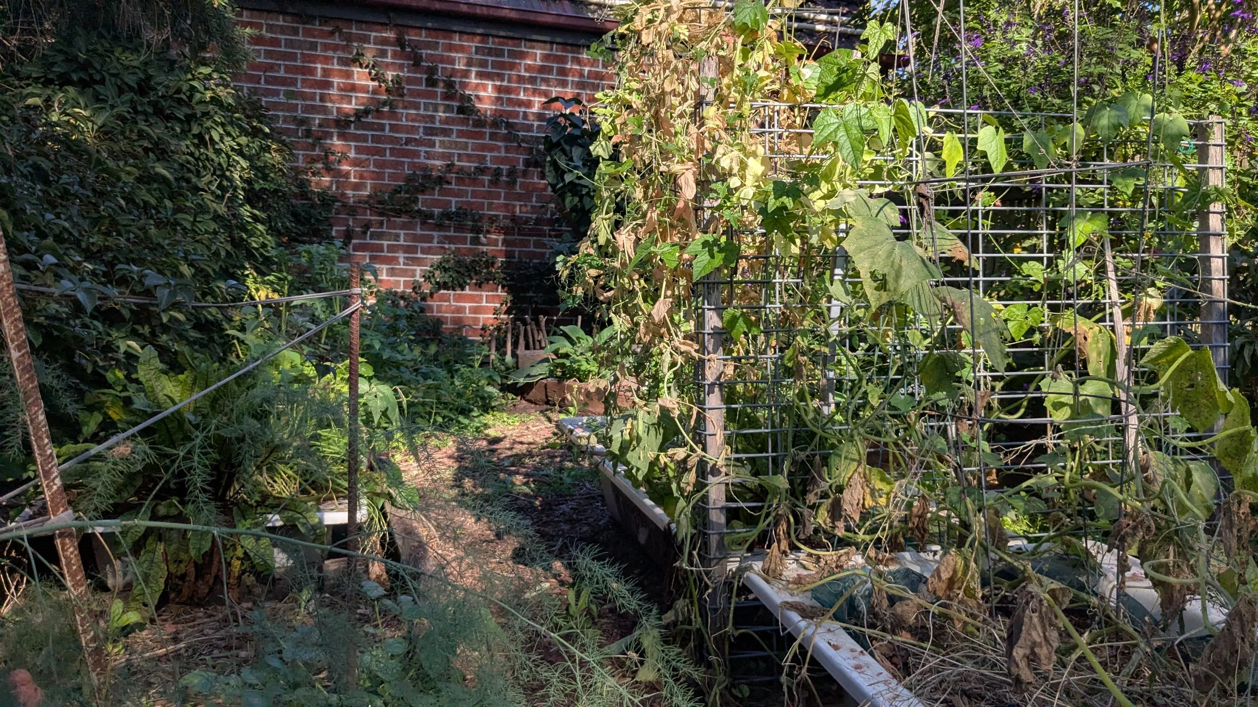 A garden with tomato plants supported by metal cages, some plants are healthy while others appear wilted or dying. There is a brick wall in the background, and various other green plants and weeds grow along the soil.