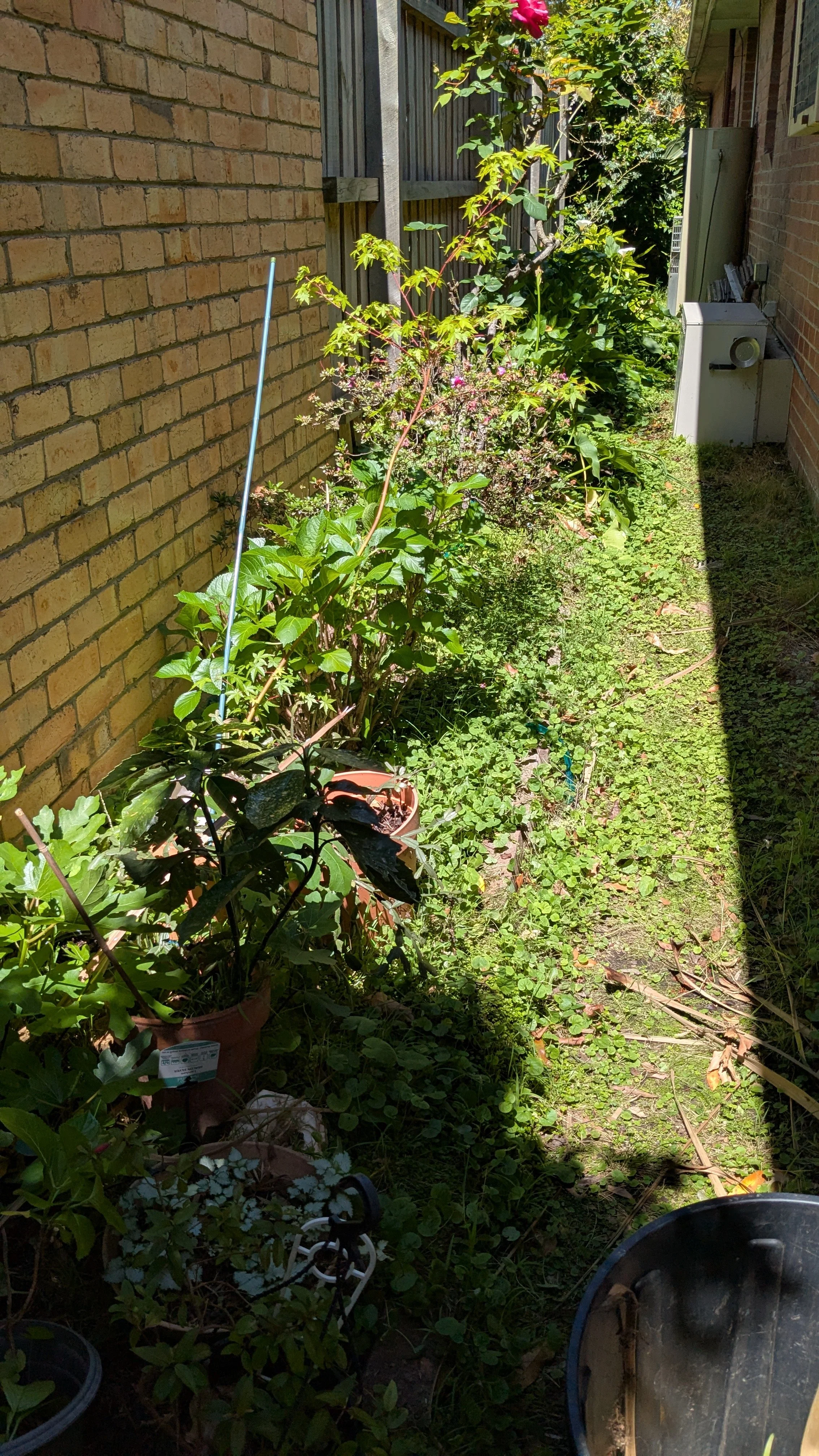 A narrow garden with potted plants along a brick wall, sunlight casting shadows, and a wooden fence with flowering plants at the end.