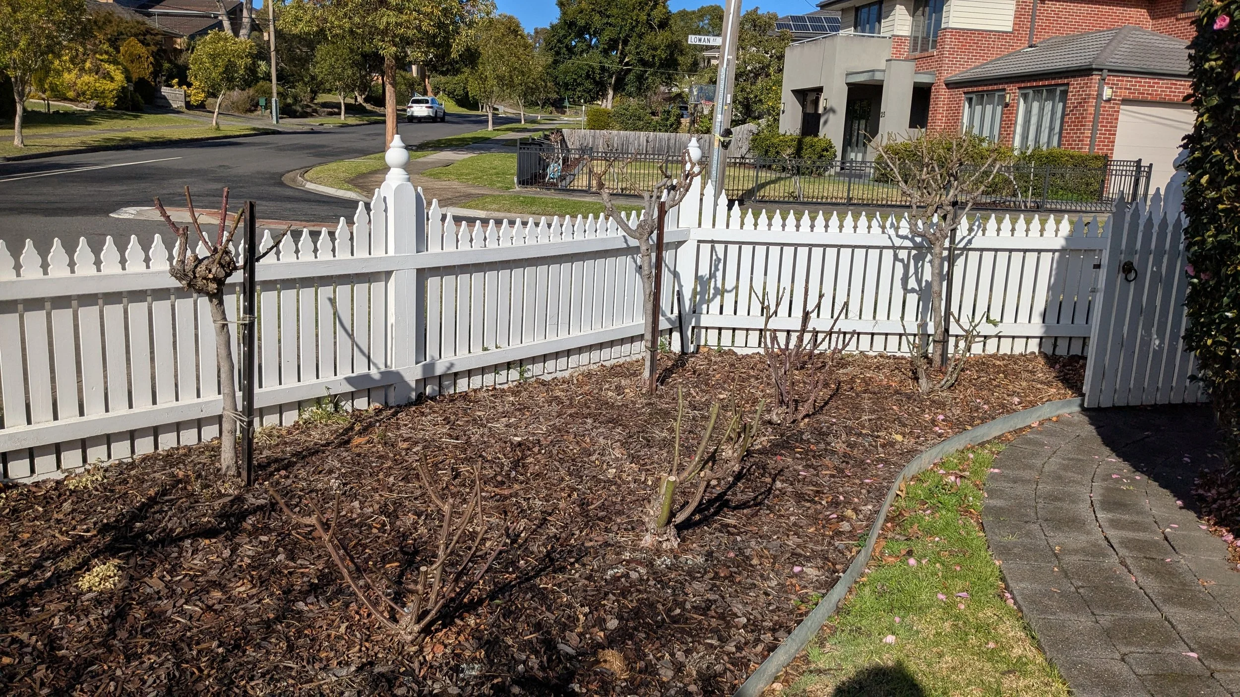 A garden bed with leafless trees and shrubs, surrounded by a white picket fence, with a curved stone pathway on the right side, in a residential neighborhood.