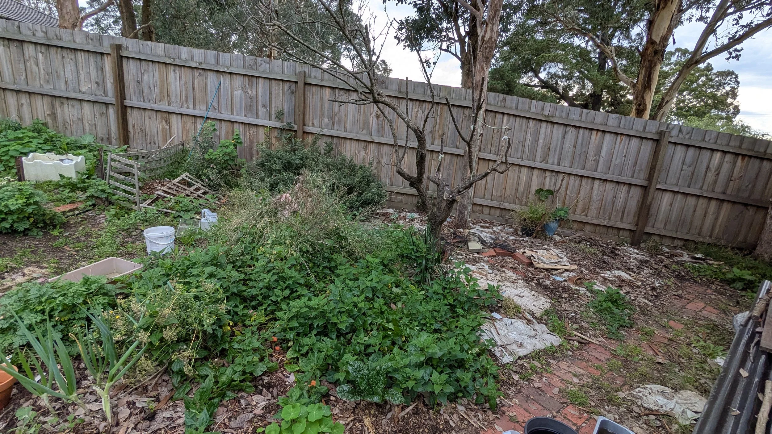 A backyard garden enclosed by a wooden fence with overgrown plants, scattered debris, and a leafless tree in the center.