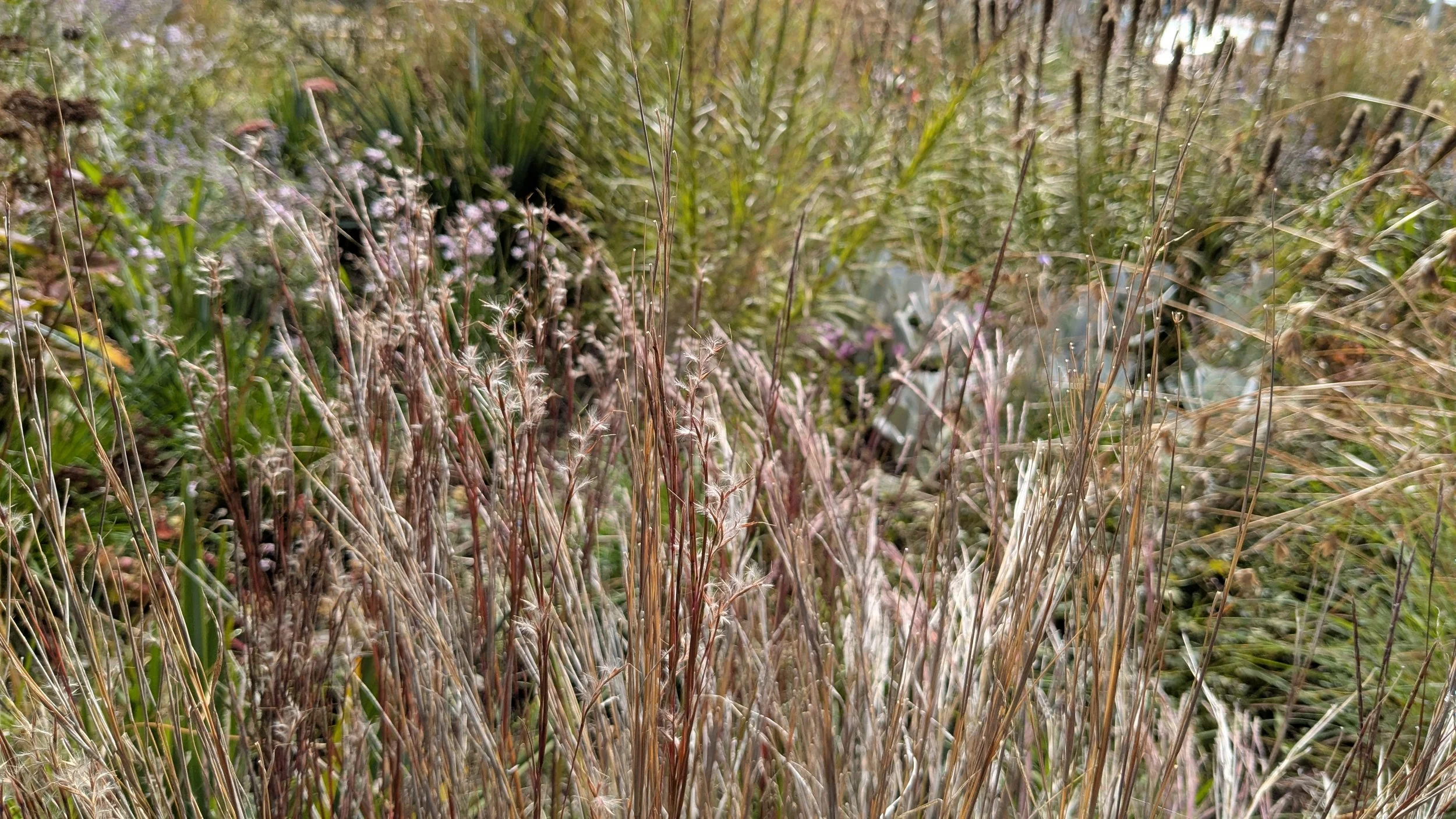 Native Front Yard - Viewbank