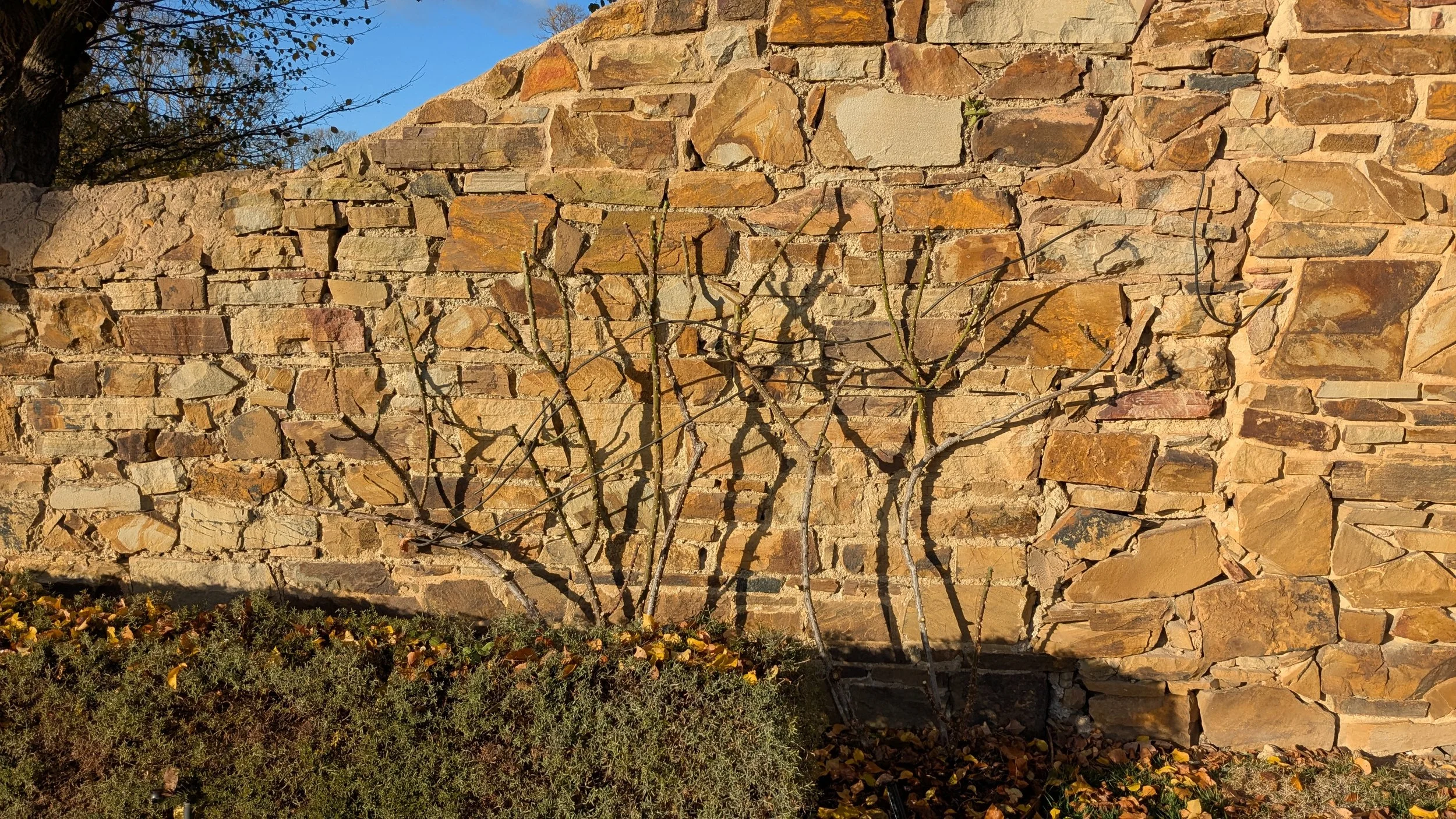 Sunlit stone wall with leafless tree shadows and a small bush at the base.