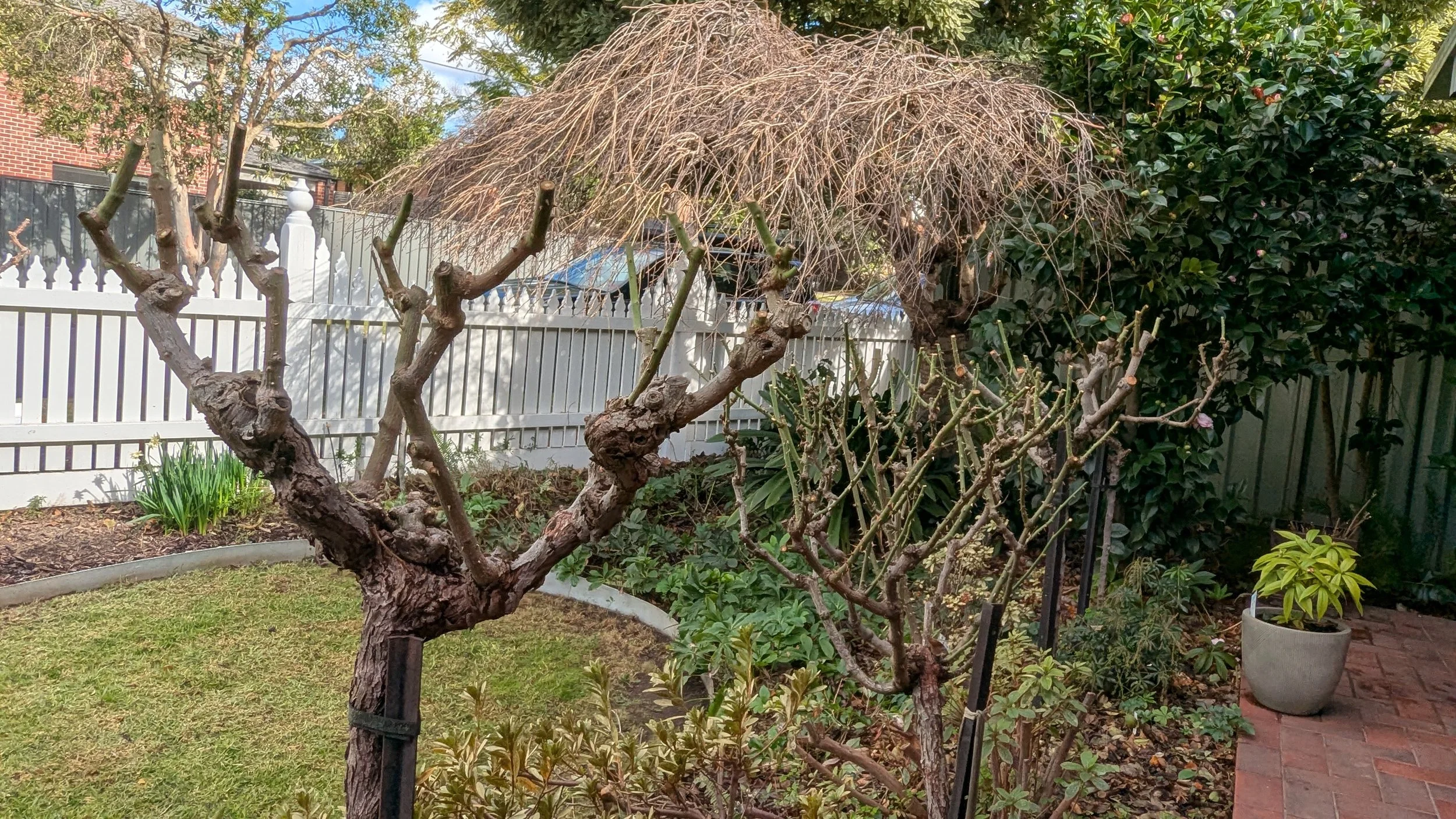 Pruned trees and various plants in a backyard garden with a white picket fence and brick patio.