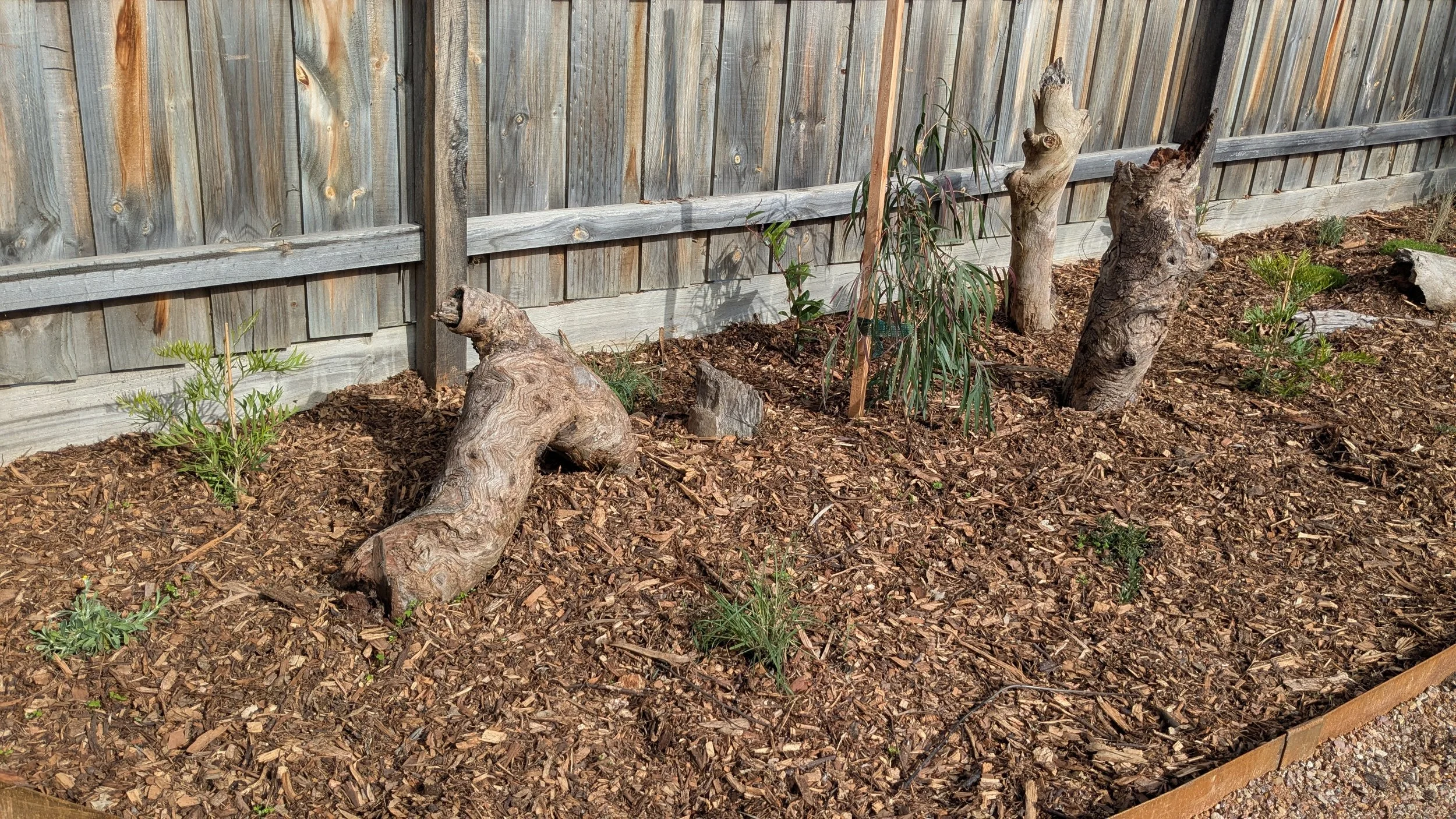 A garden space with a wooden fence in the background, mulch on the ground, and various small plants and tree stumps.