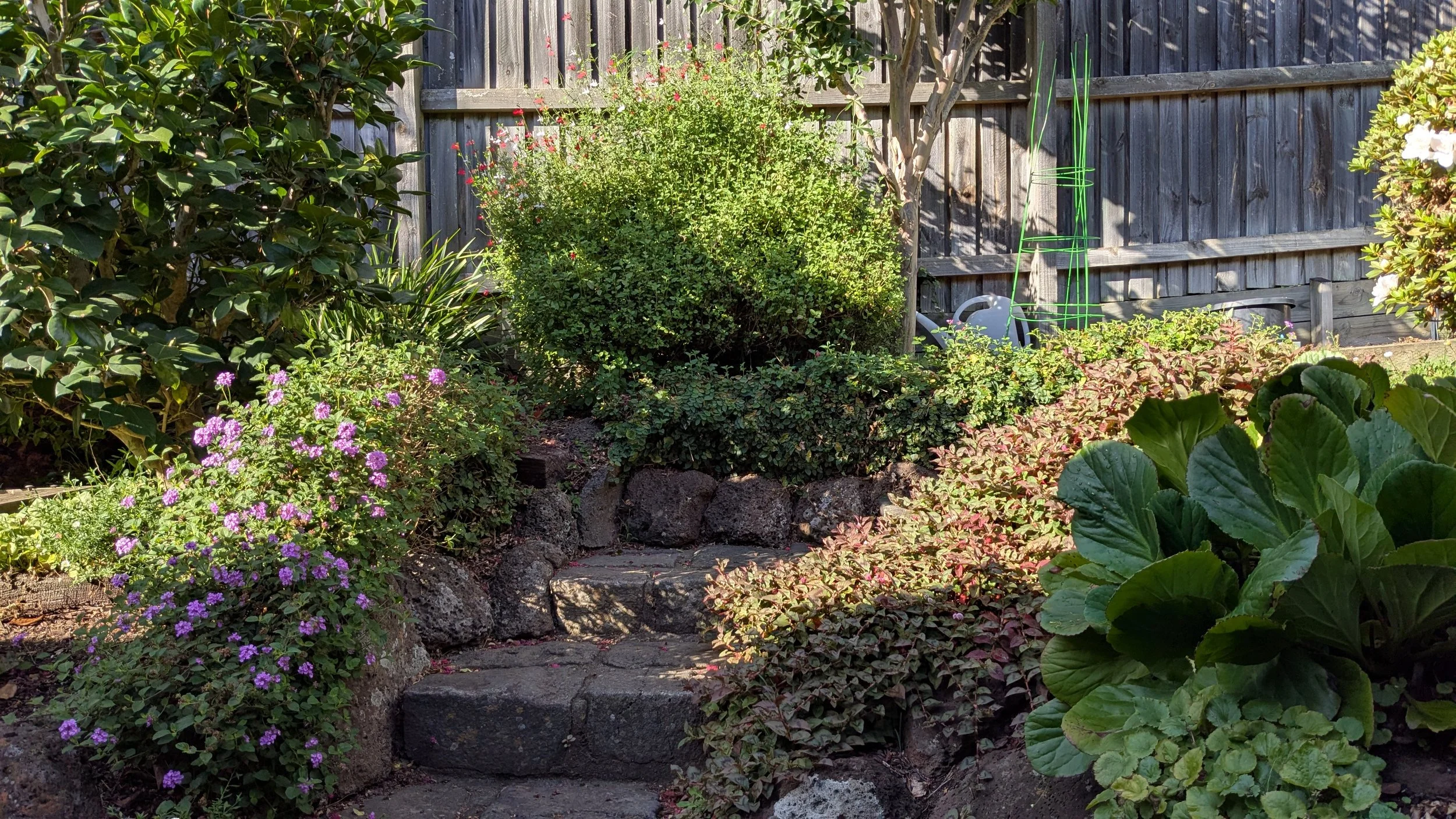 A garden with a stone pathway, green bushes, flowering plants, and a weathered wooden fence in the background.