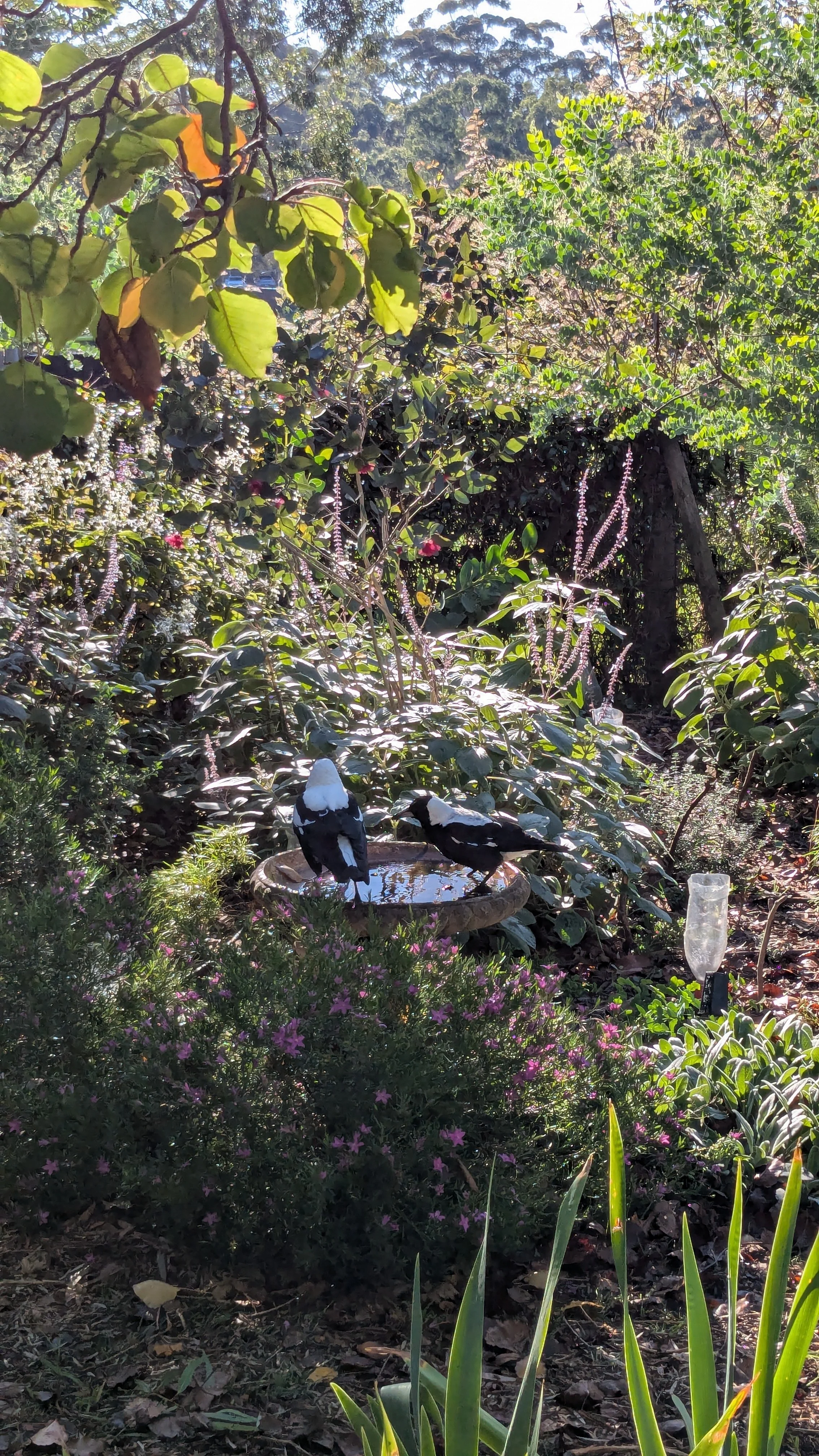 Two magpies perched on a bird bath in a lush garden with green foliage and pink flowers, sunlight filtering through trees.