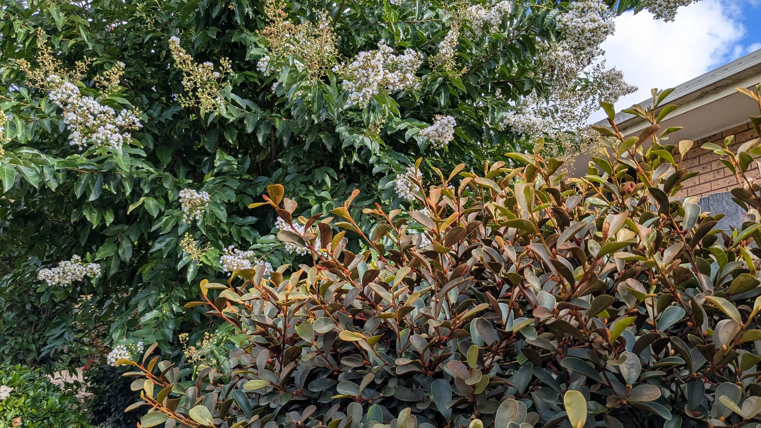 A large green shrub with white flowers and dark green leaves, with a smaller bush with reddish and green leaves in the foreground and part of a brick house and blue sky with clouds in the background.