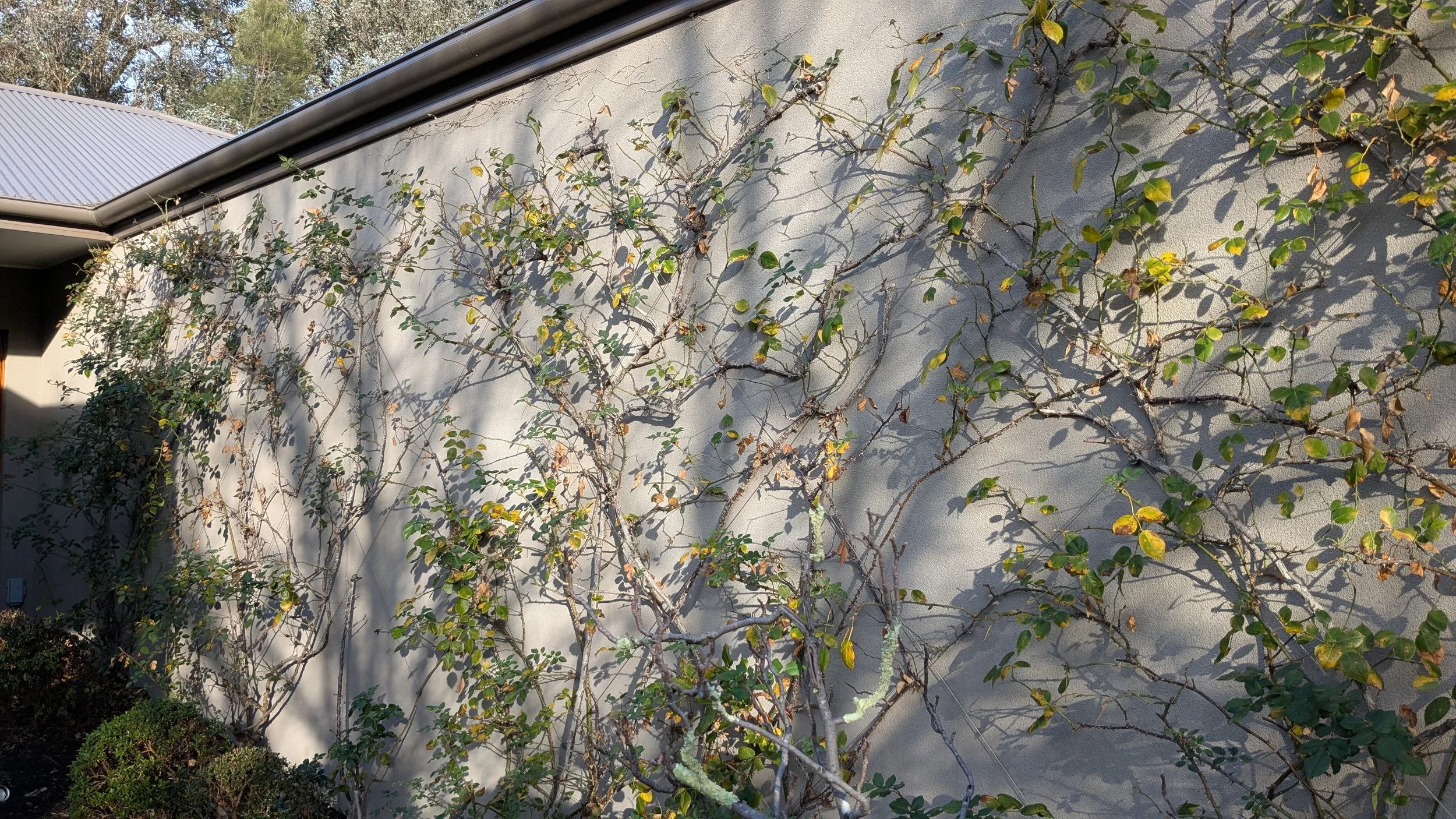 Exterior wall of a building with climbing plants and shadows, with some trees and a metal roof visible in the background.