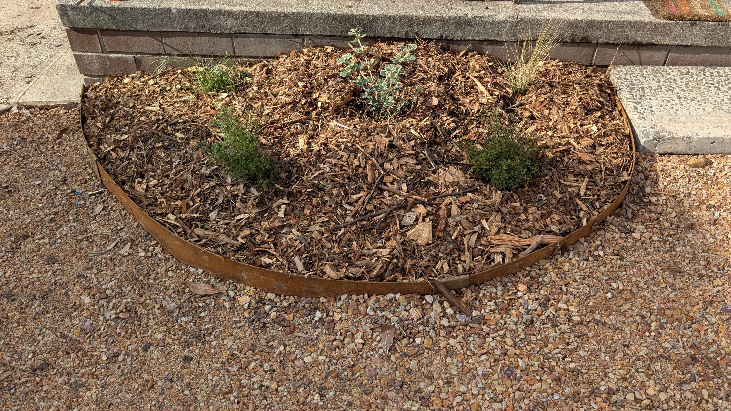 A rectangular flower bed filled with mulch, with small green plants and some grass growing, bordered by a rusted metal edge, and surrounded by gravel and concrete sidewalk.