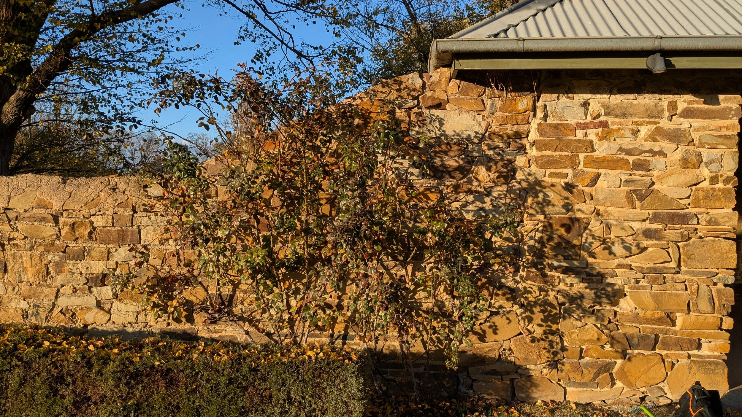A stone wall with a bush and trees in front, and part of a metal roofed building in the background. The scene is outdoors in sunlight.