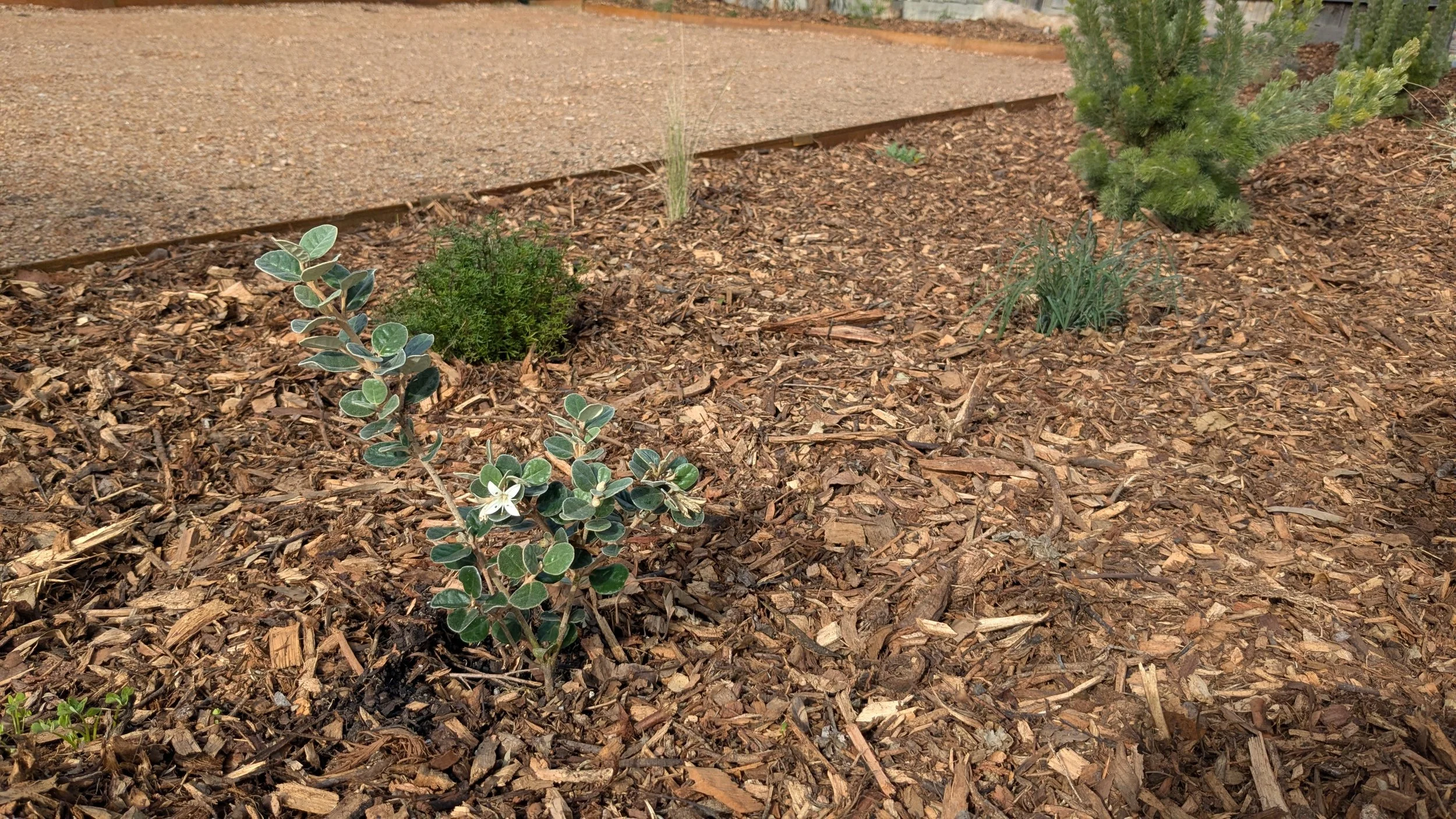 Native Garden - Viewbank