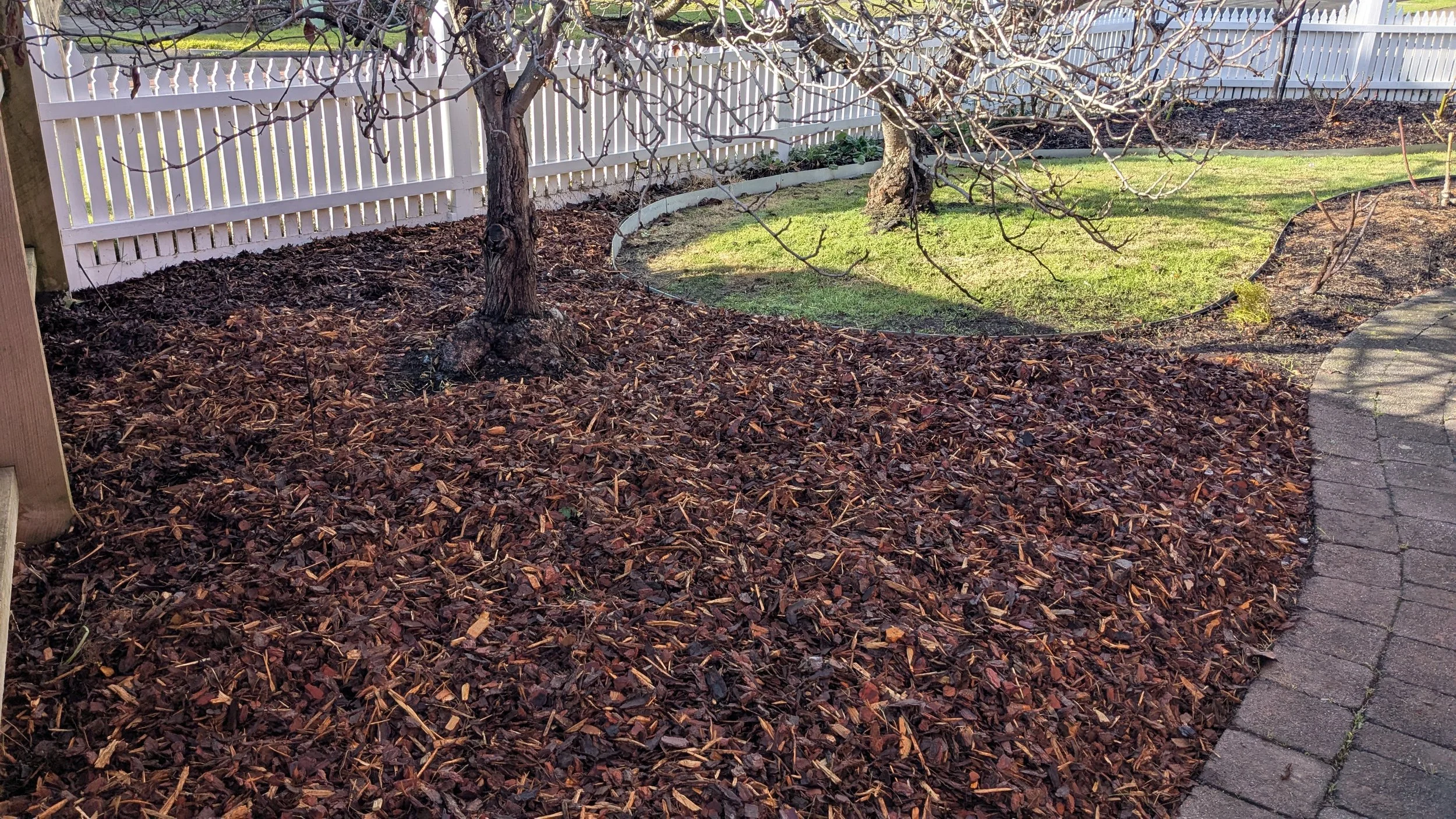 Mulched garden bed with two trees, a white picket fence, and a curved paved pathway in a backyard.