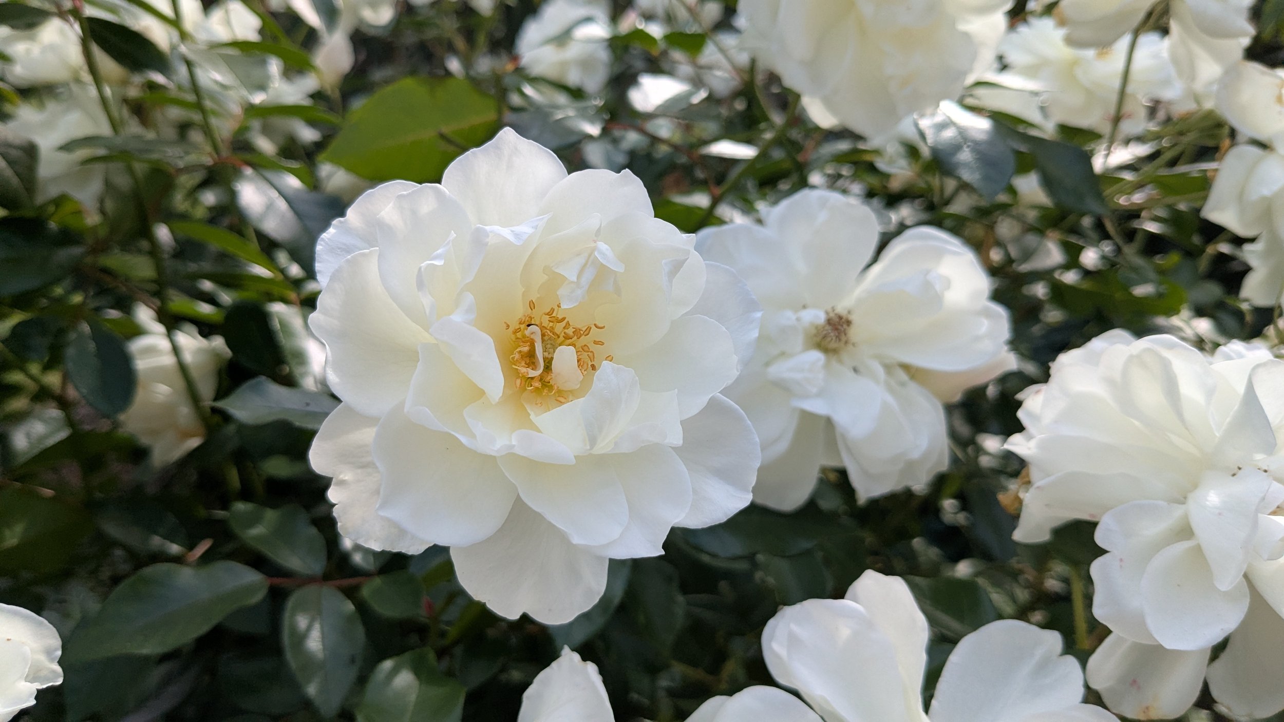 Close-up of white flowers, likely camellias, surrounded by green leaves.