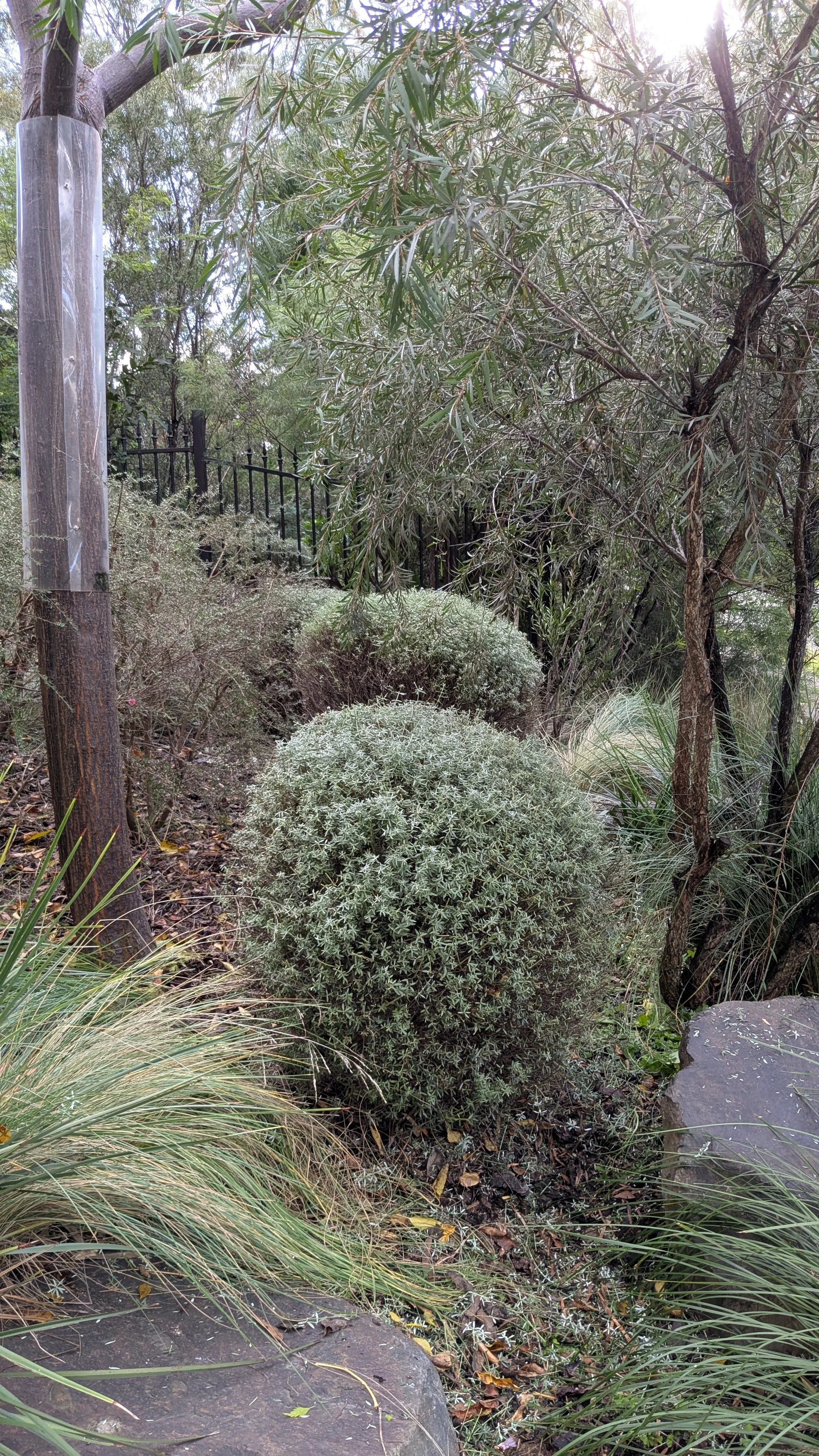 A garden scene with various bushes, trees, and grasses. There's a black metal fence in the background and sunlight shining through the foliage.