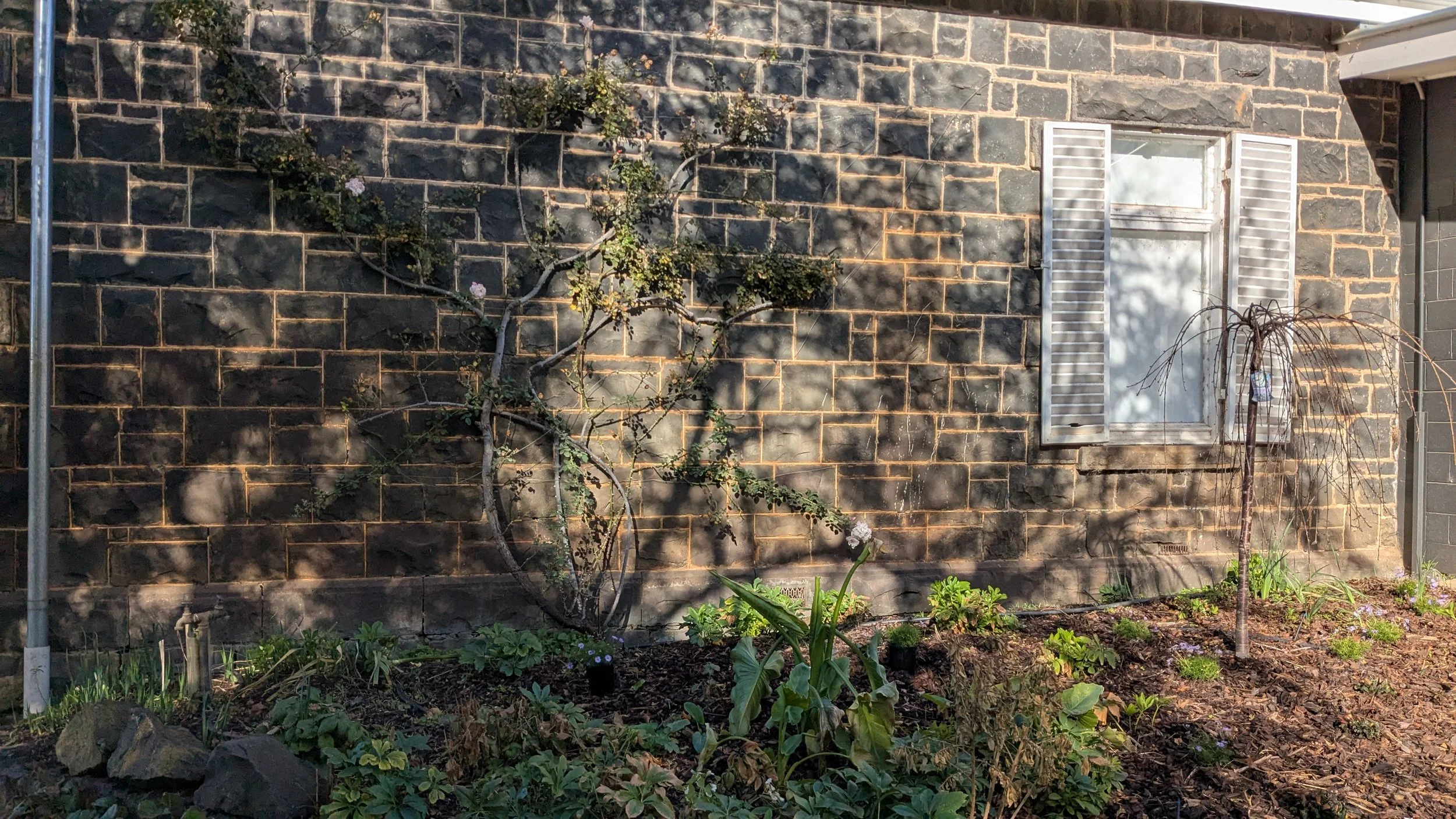 A stone brick exterior wall with a window that has open white shutters and a garden bed in front. There is a climbing plant on the wall and a small young tree, along with various small plants and green foliage on the ground.