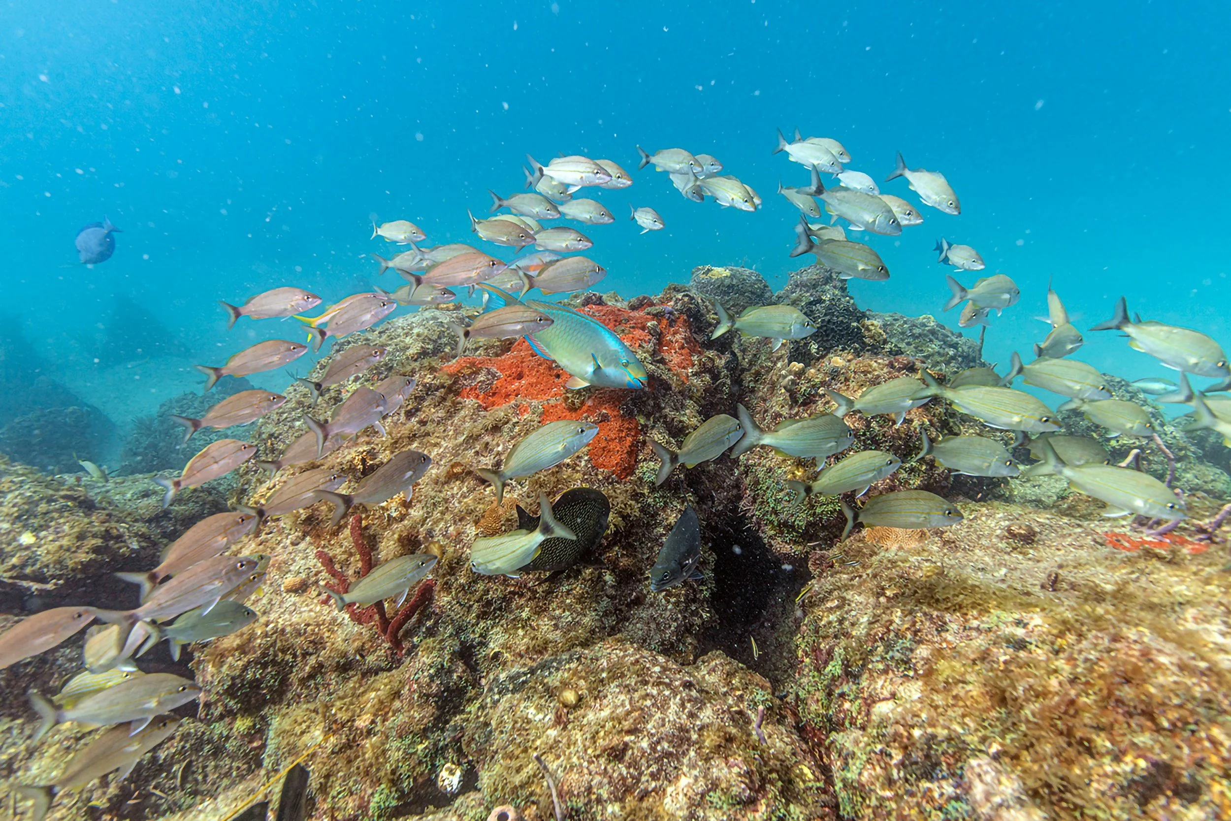 Underwater scene with a school of fish swimming over colorful coral reef.
