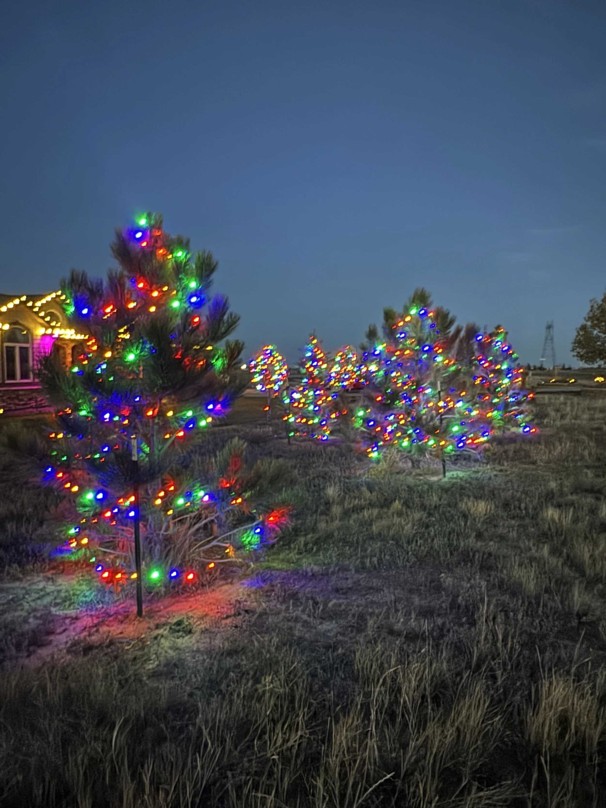 Nighttime scene of small trees decorated with multicolored string lights outdoors, with a clear sky and a transmission tower in the background.