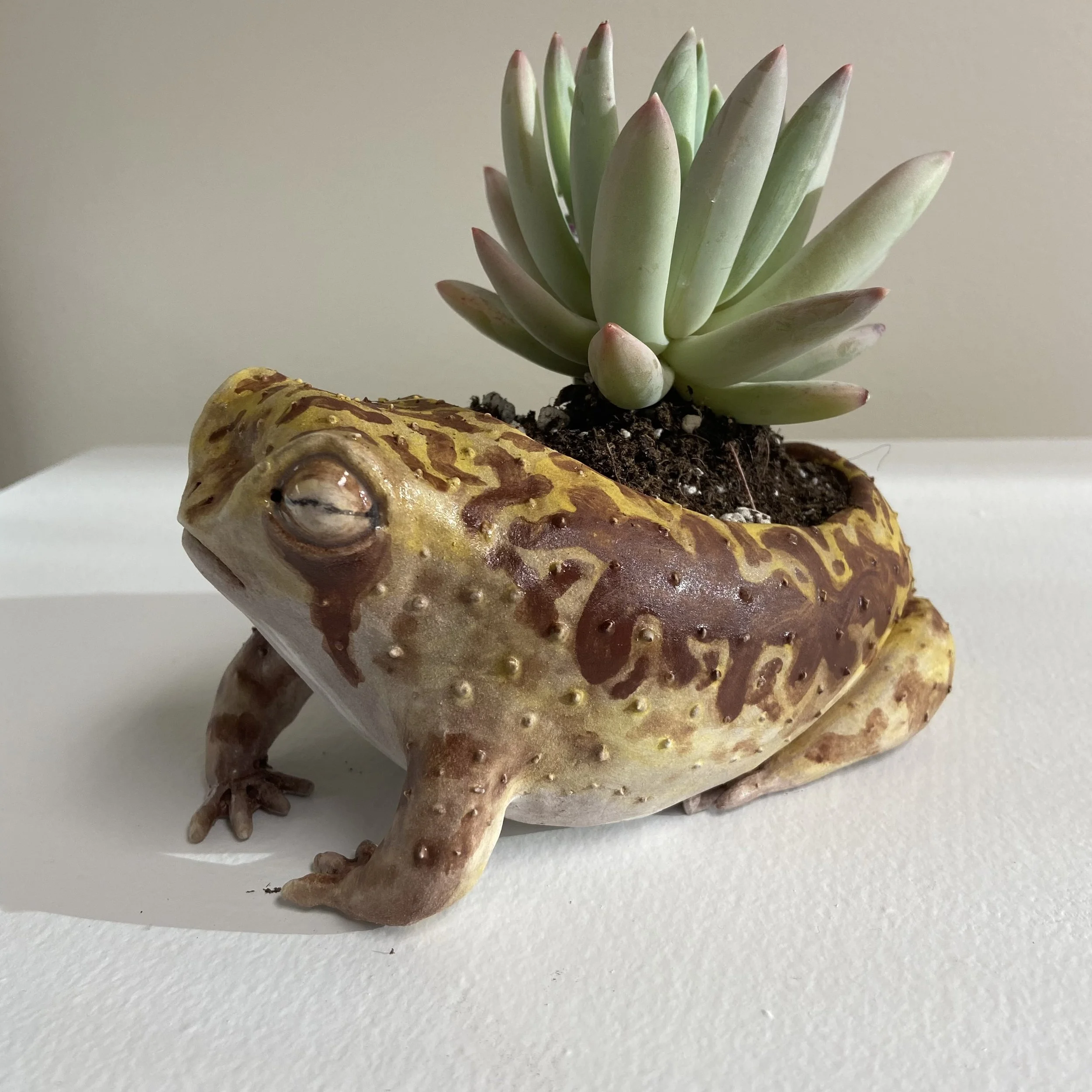 African Rain Frog Planter
2021
Earthenware