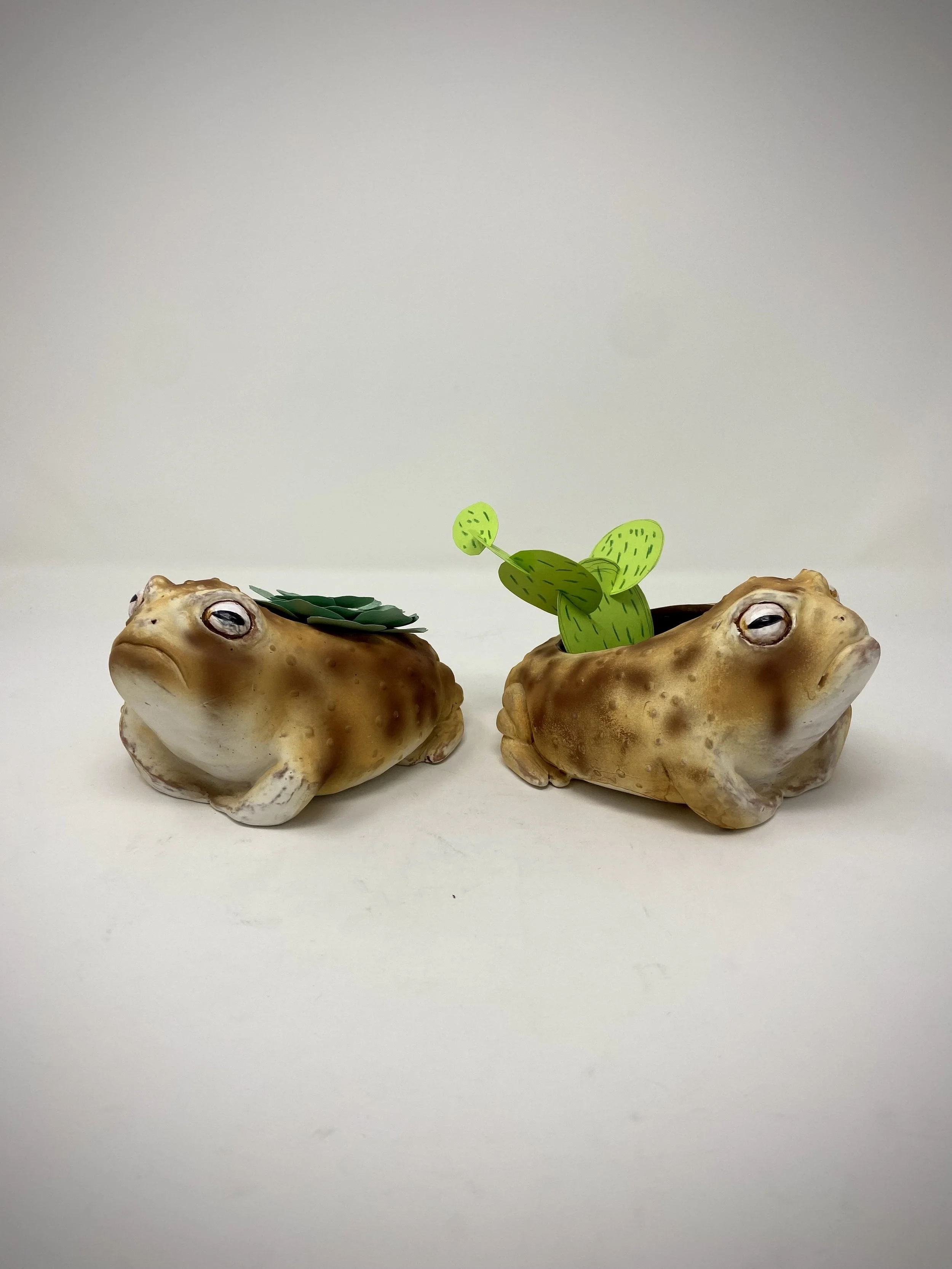 African Rain Frog Planters
2024 
Earthenware