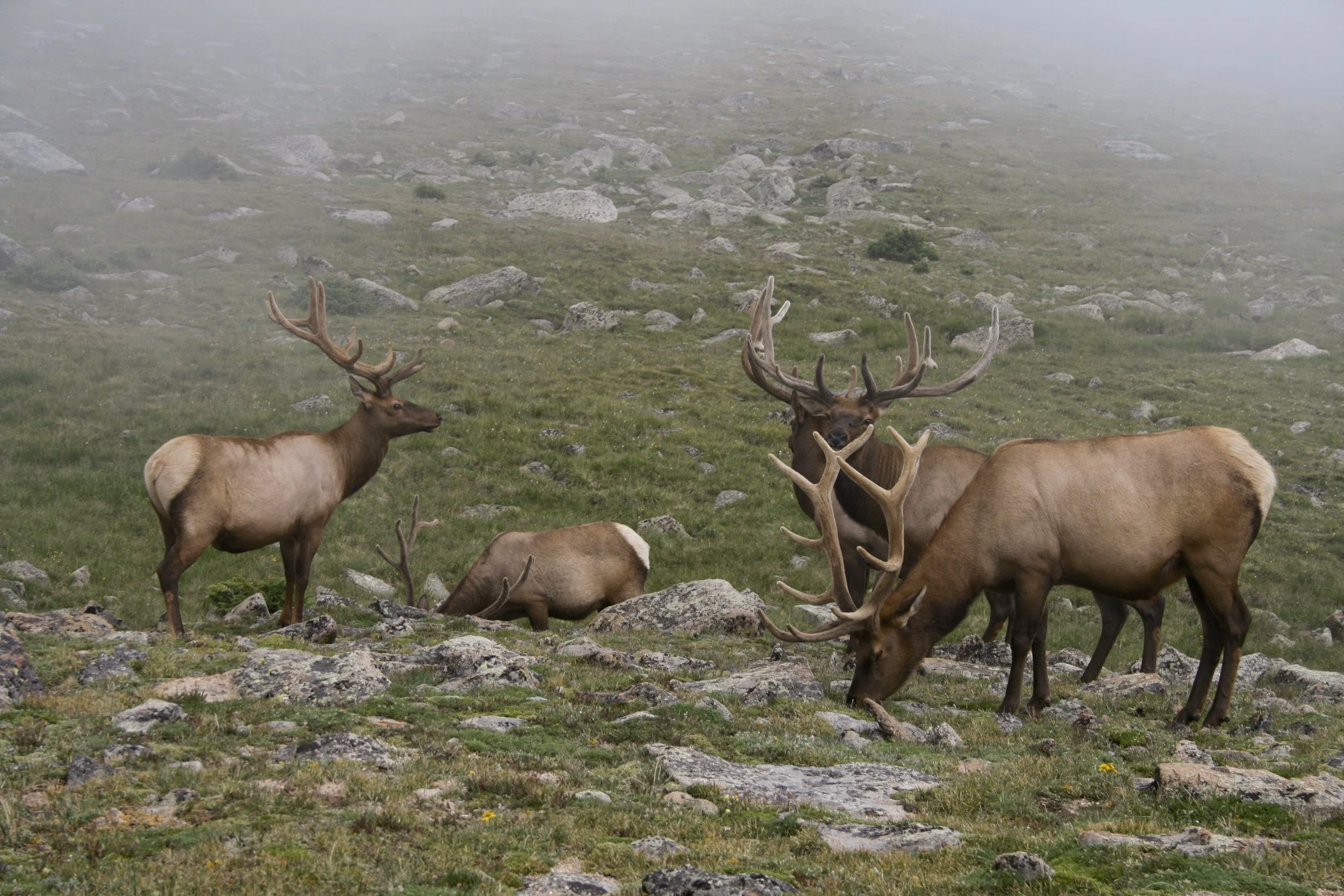 elk_2817995919_o.jpg