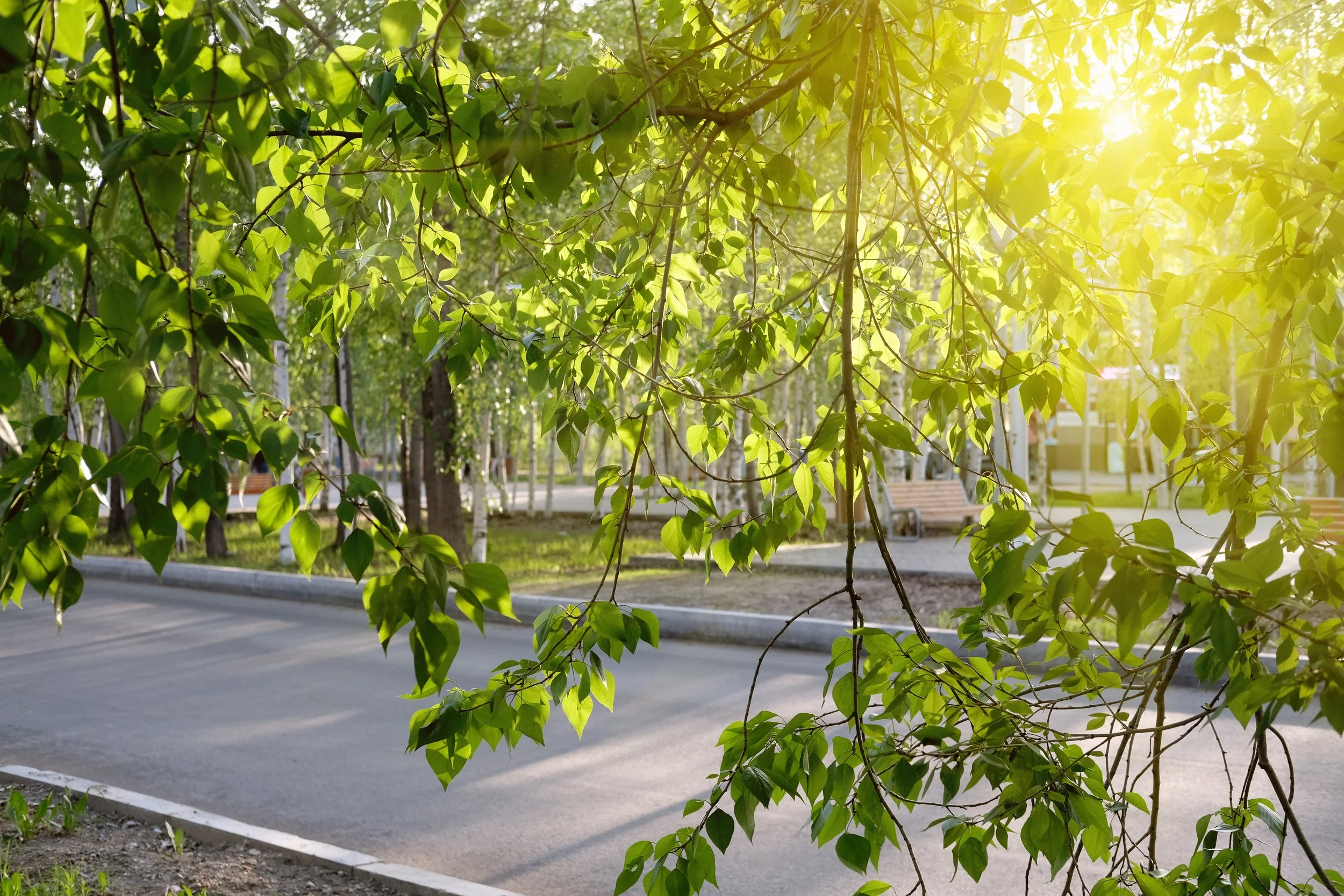 Sunshine coming through the leaves of a tree in a park