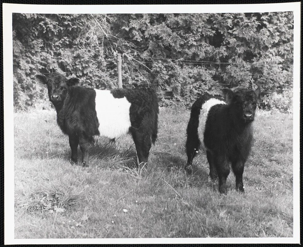1935 - 1955. Griffin. Belted galloway calfs.JPG