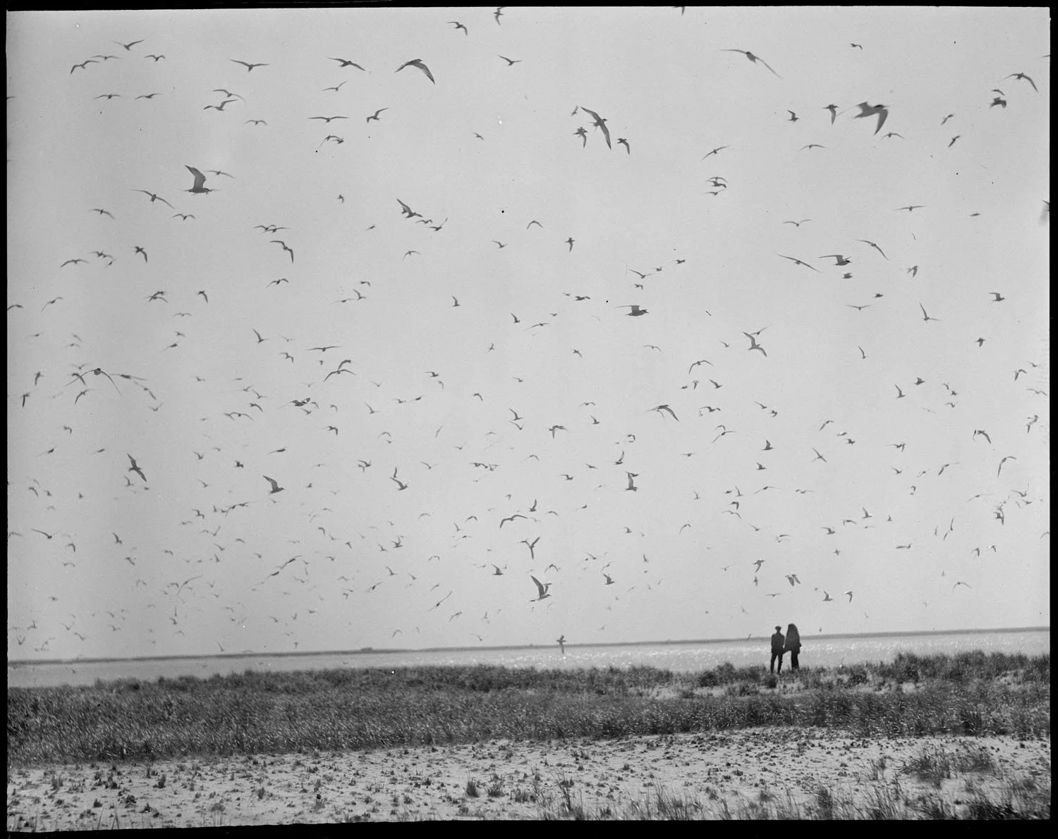 Jones  - 1917-34 - Tern Island, Chatham, MA .jpg