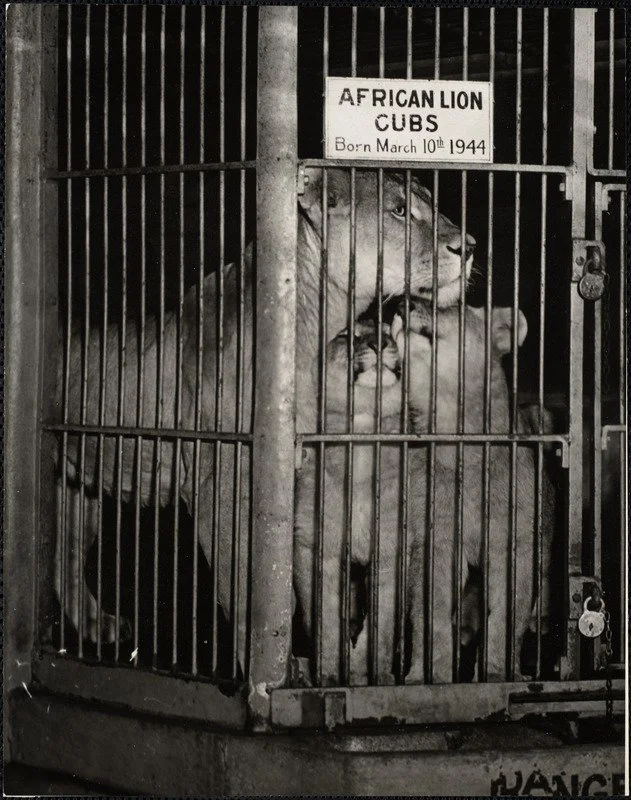 1935 - 1955. Griffin. African lion cubs, born March 10th 1944 .JPG