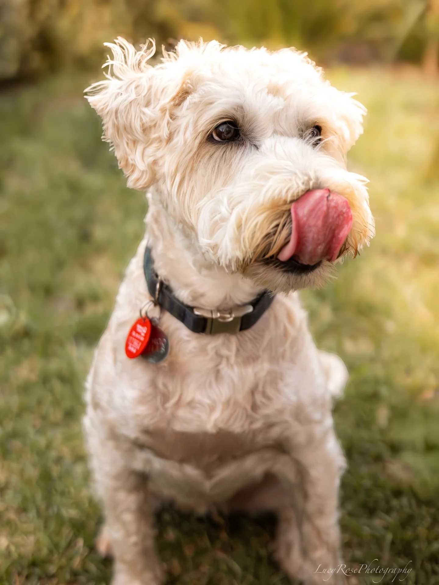 A special moment for this gorgeous pup! Dogs are always welcome (and encouraged!) at all family photoshoots ❤️🐾