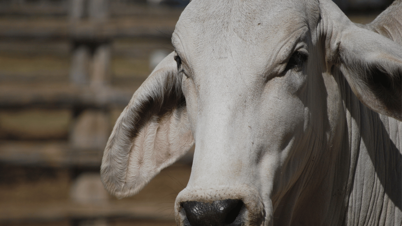 Close-up of a white cow's face and ear, with wooden fencing in the background.