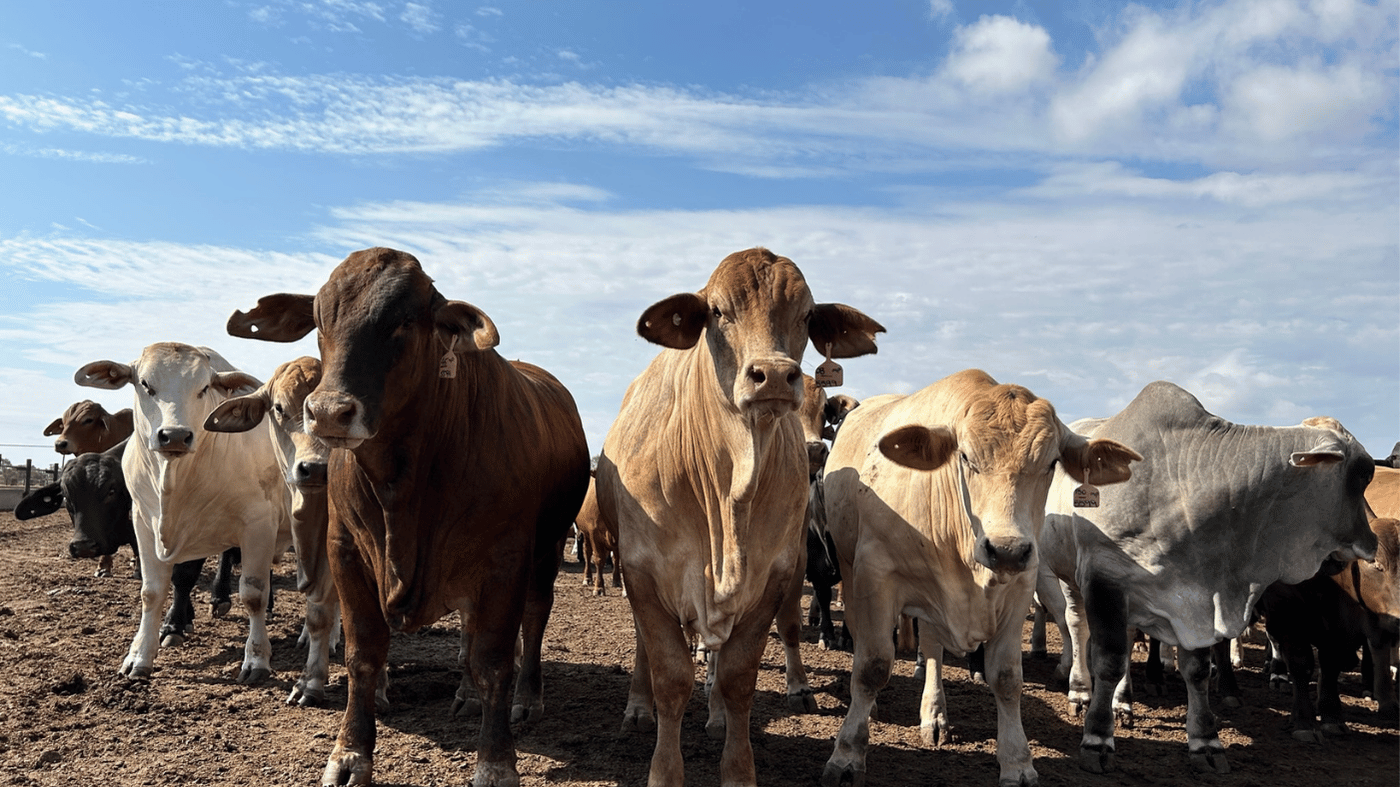Group of cows standing on dirt ground outdoors with a cloudy sky in the background.