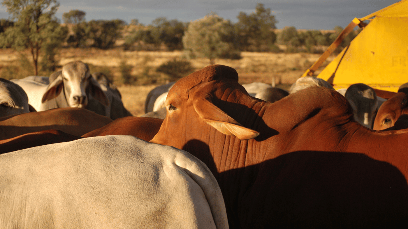 A group of cattle, including brown, white, and black-and-white cows, standing outdoors with trees and a yellow tent in the background.