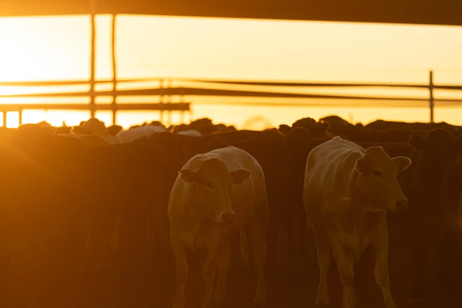 Cattle in a barn at sunset with the sun setting behind a wooden fence.