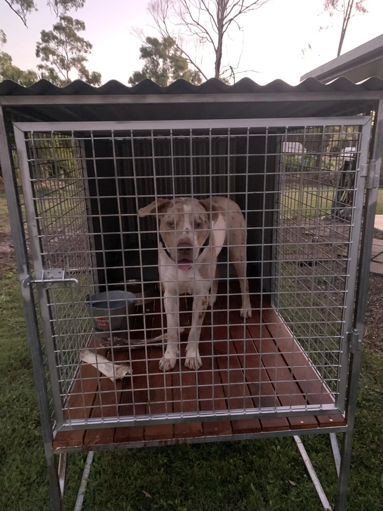 Single Bay Dog Kennel