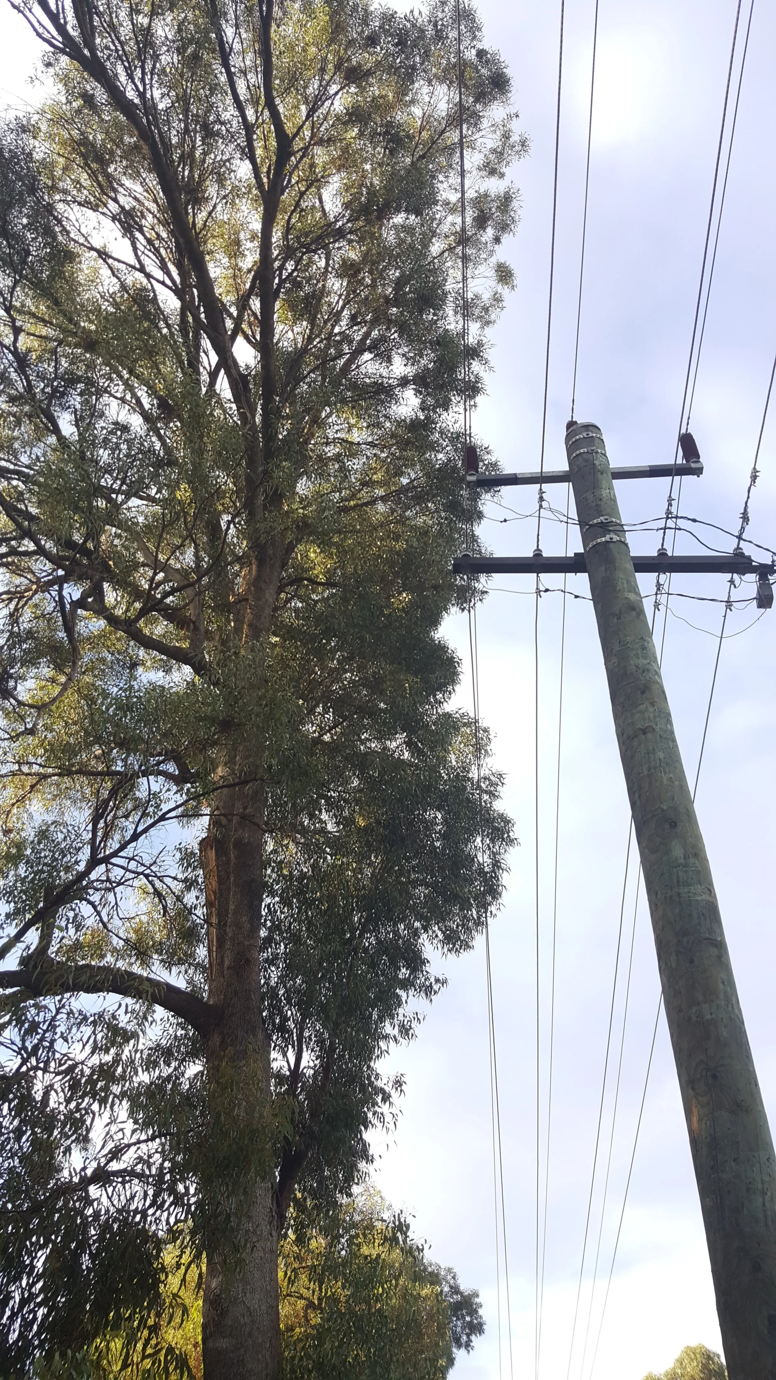 Trees and Western Power