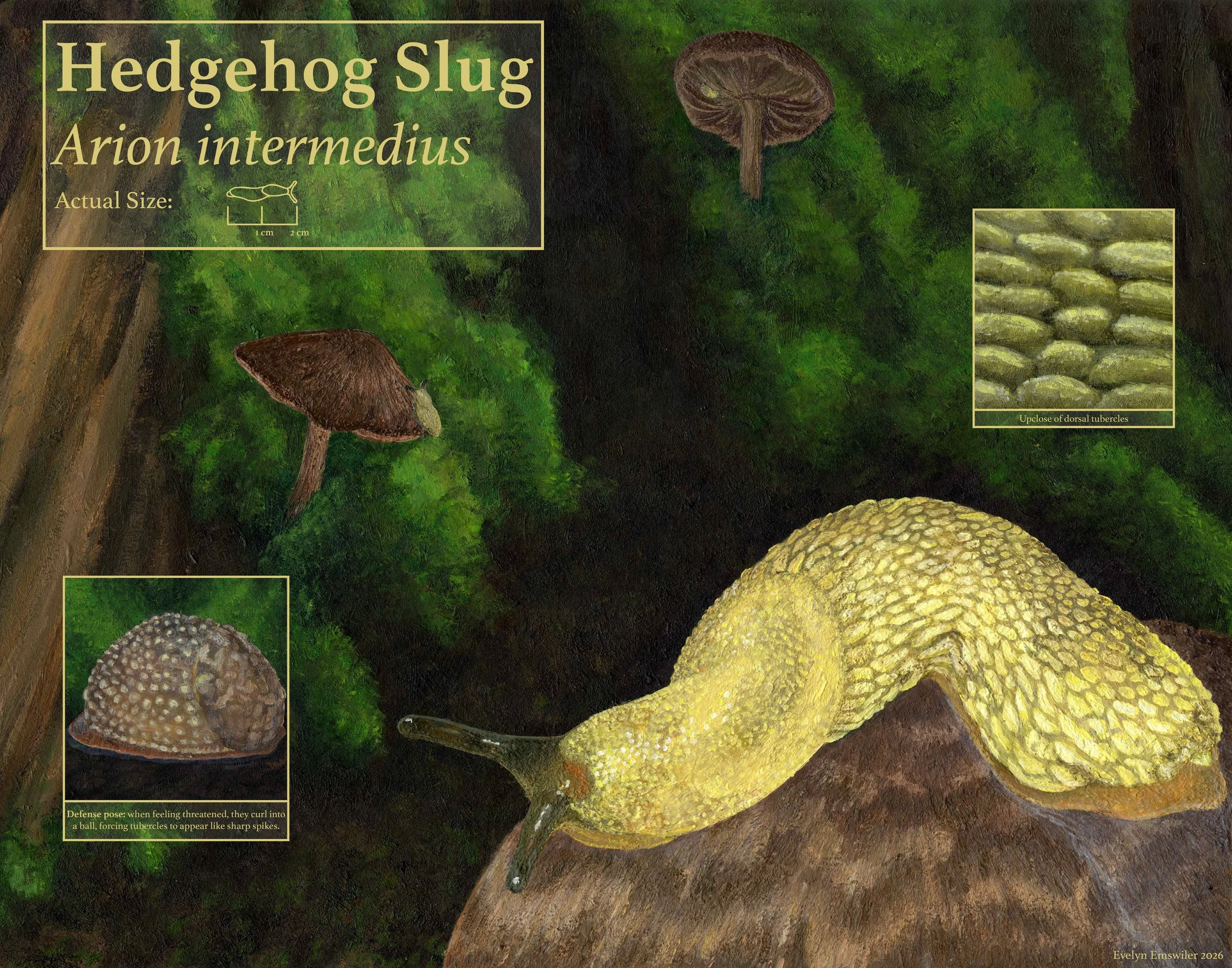 Hedgehog Slug