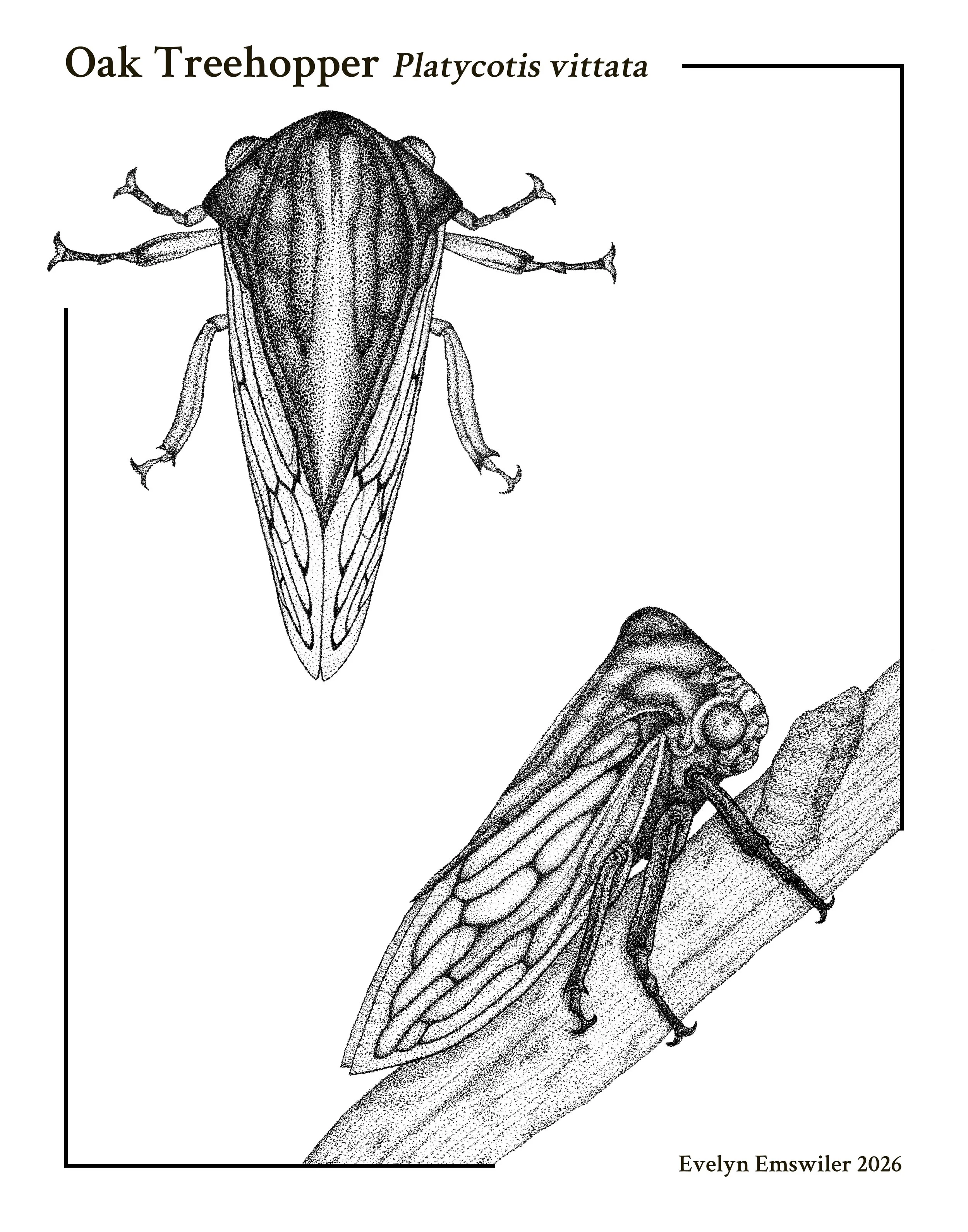 Oak Treehopper