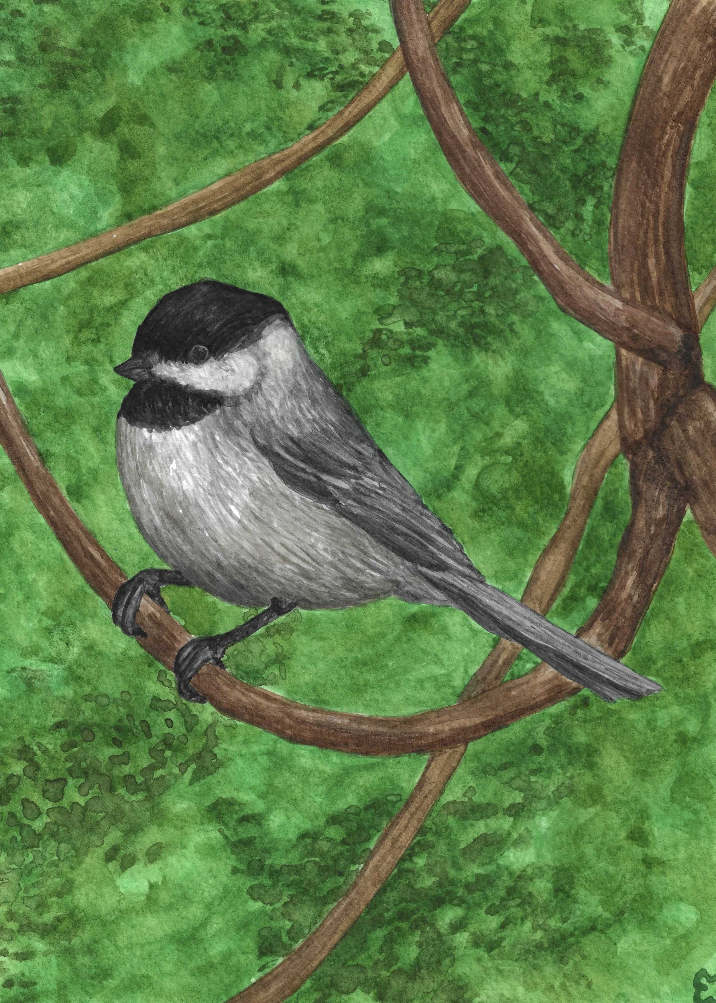 Carolina Chickadee.jpg