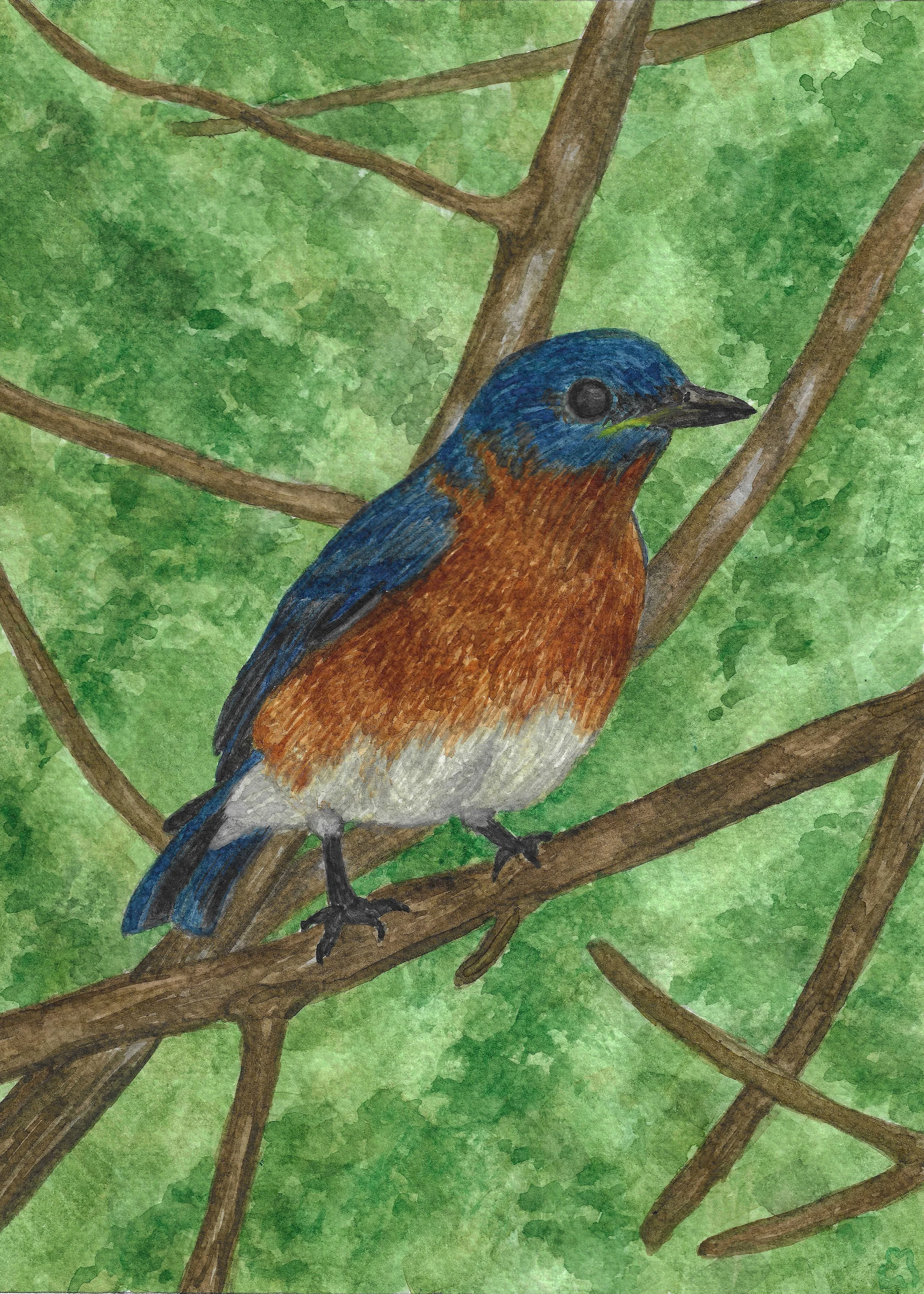 Eastern Bluebird copy.jpg