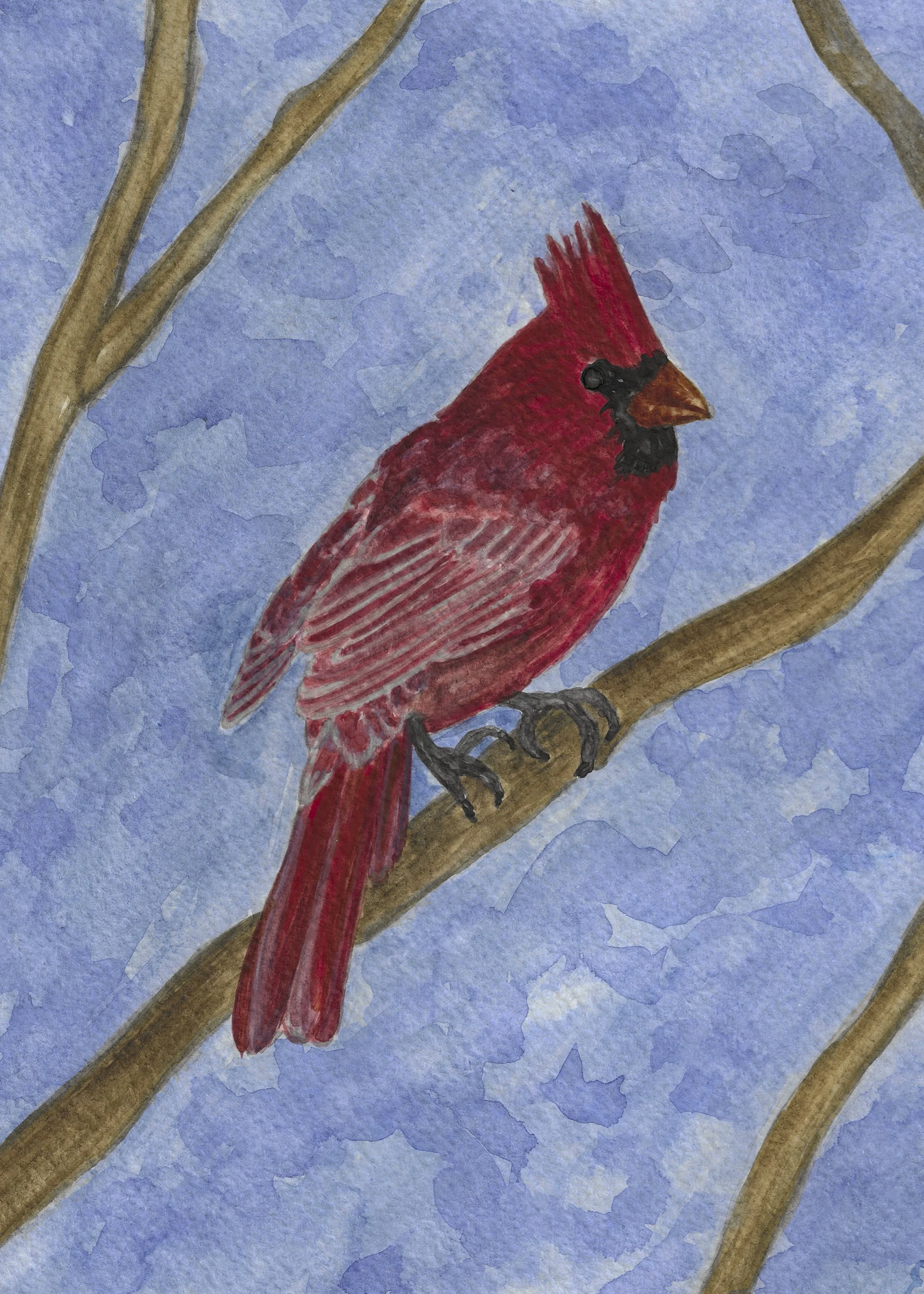 Northern Cardinal.jpg