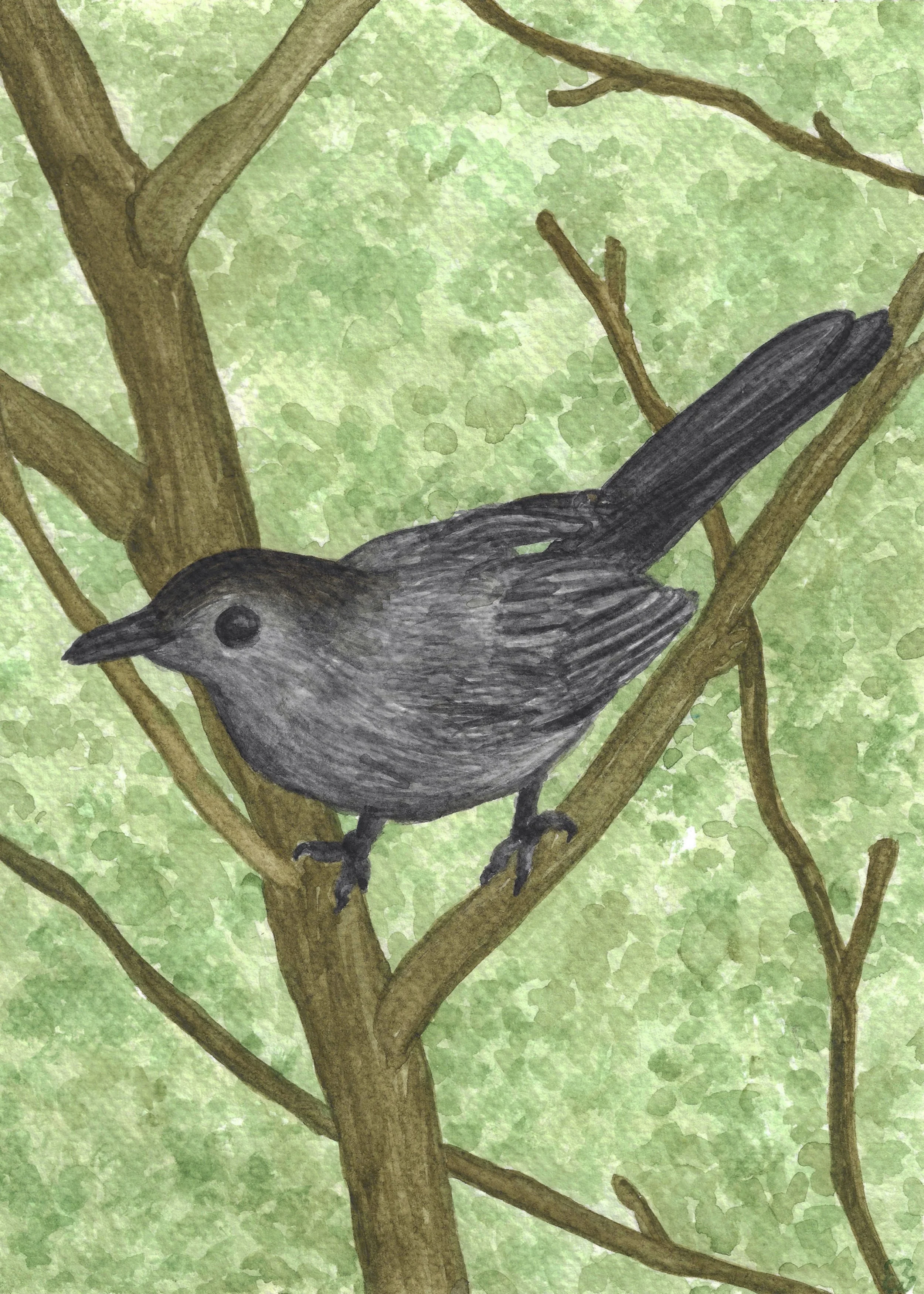 Gray Cat Bird.jpg