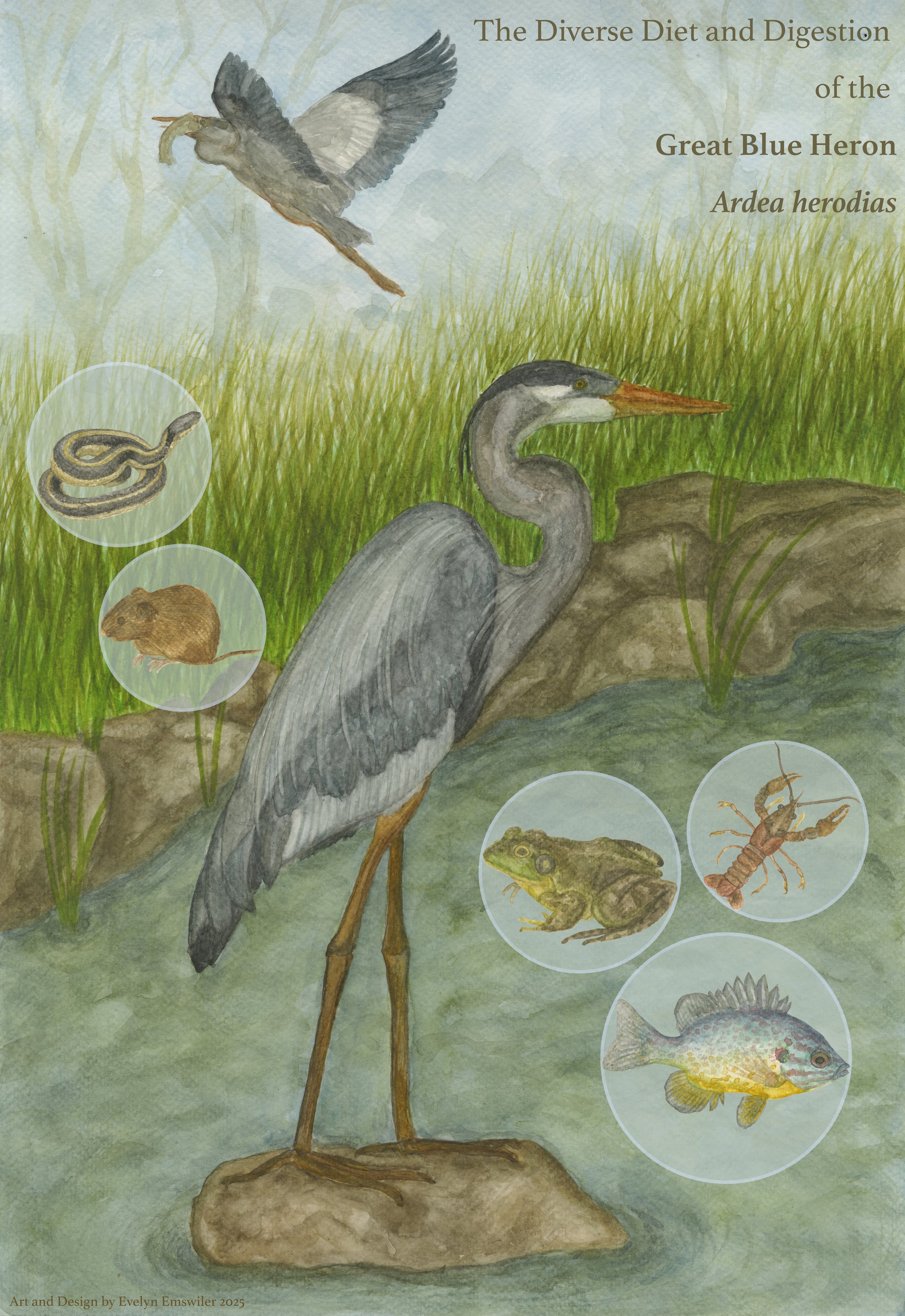 The Diverse Diet and Digestion of the Great Blue Heron