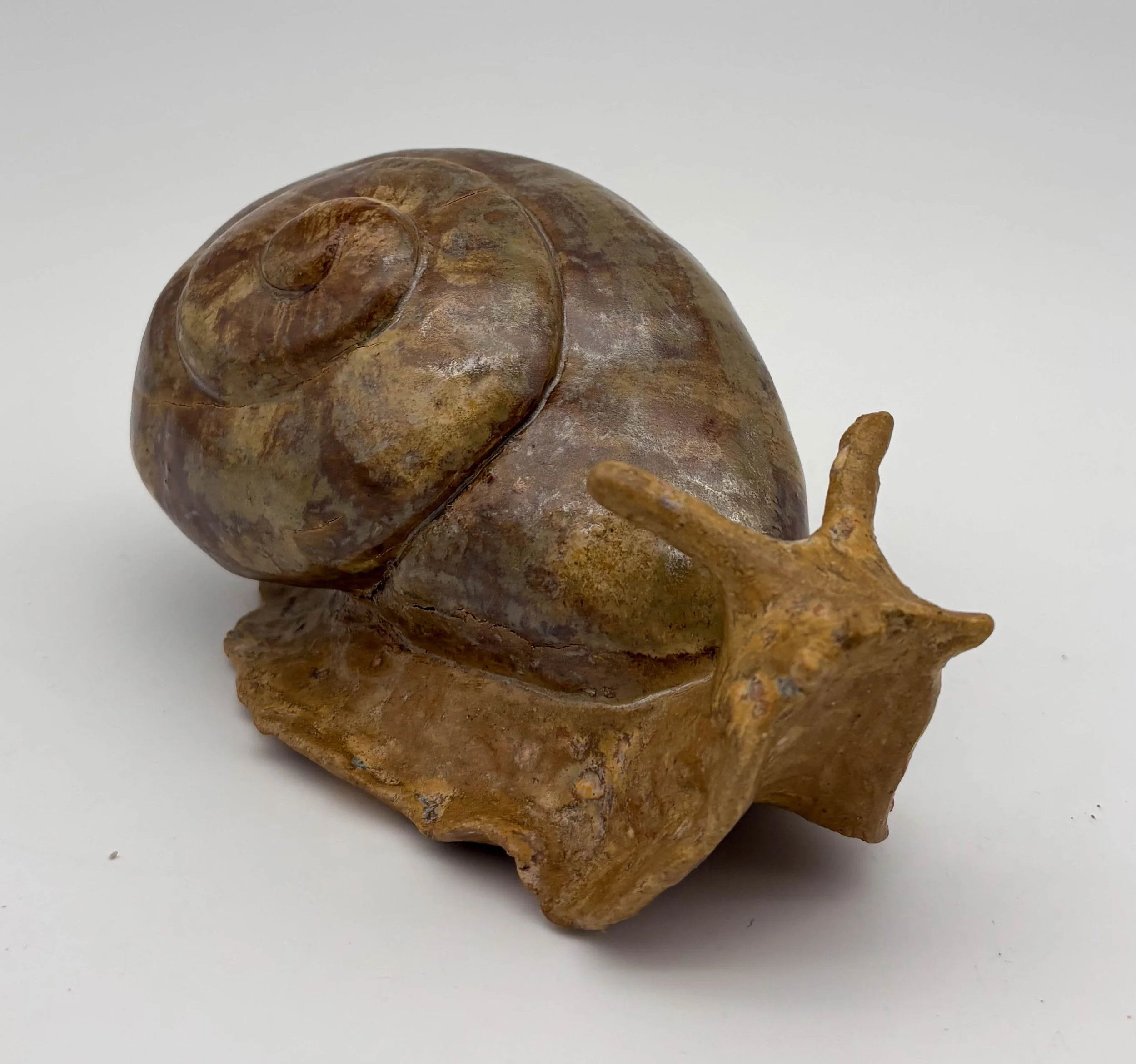 Brown Snail