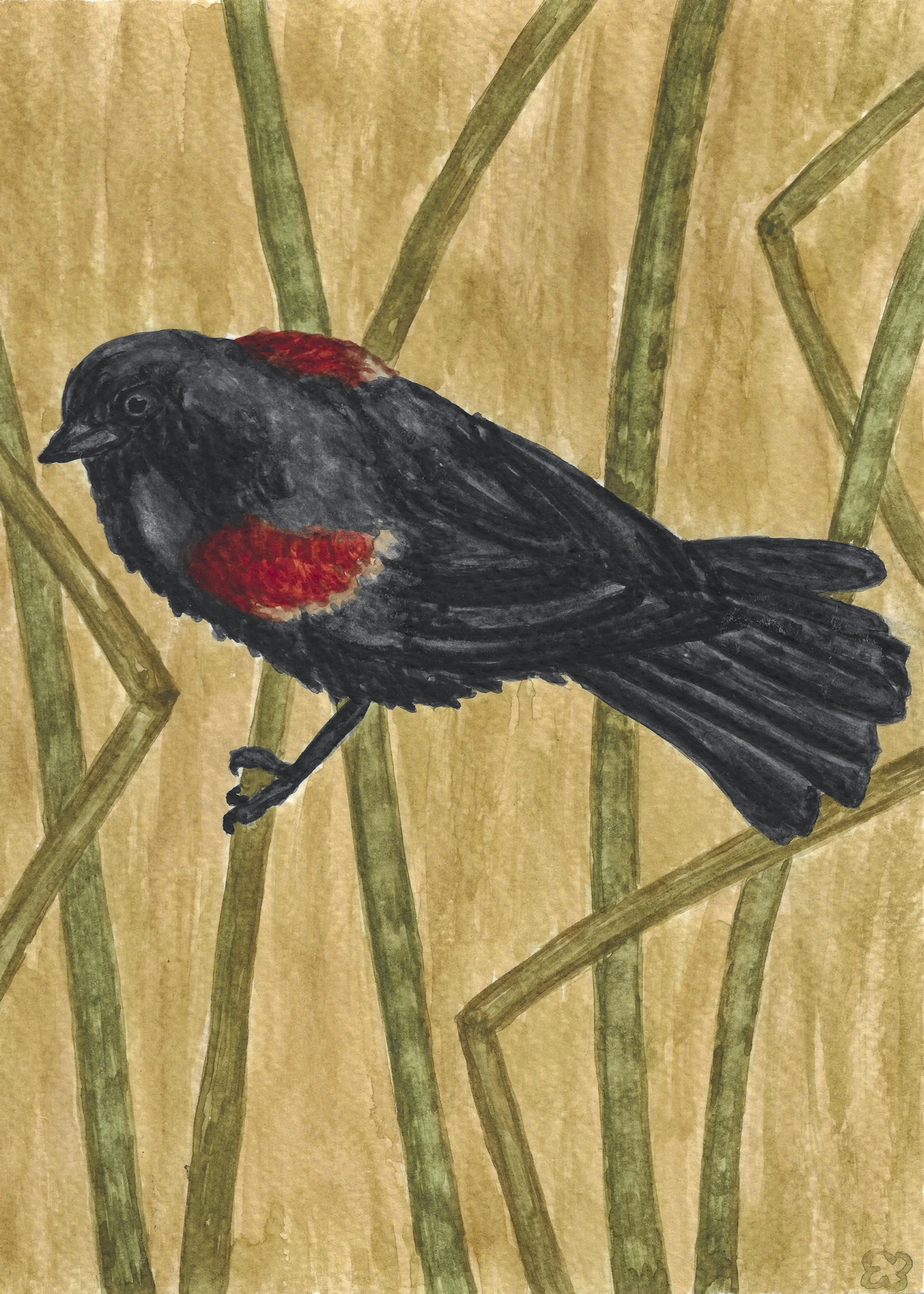 Red-Winged Blackbird.jpg