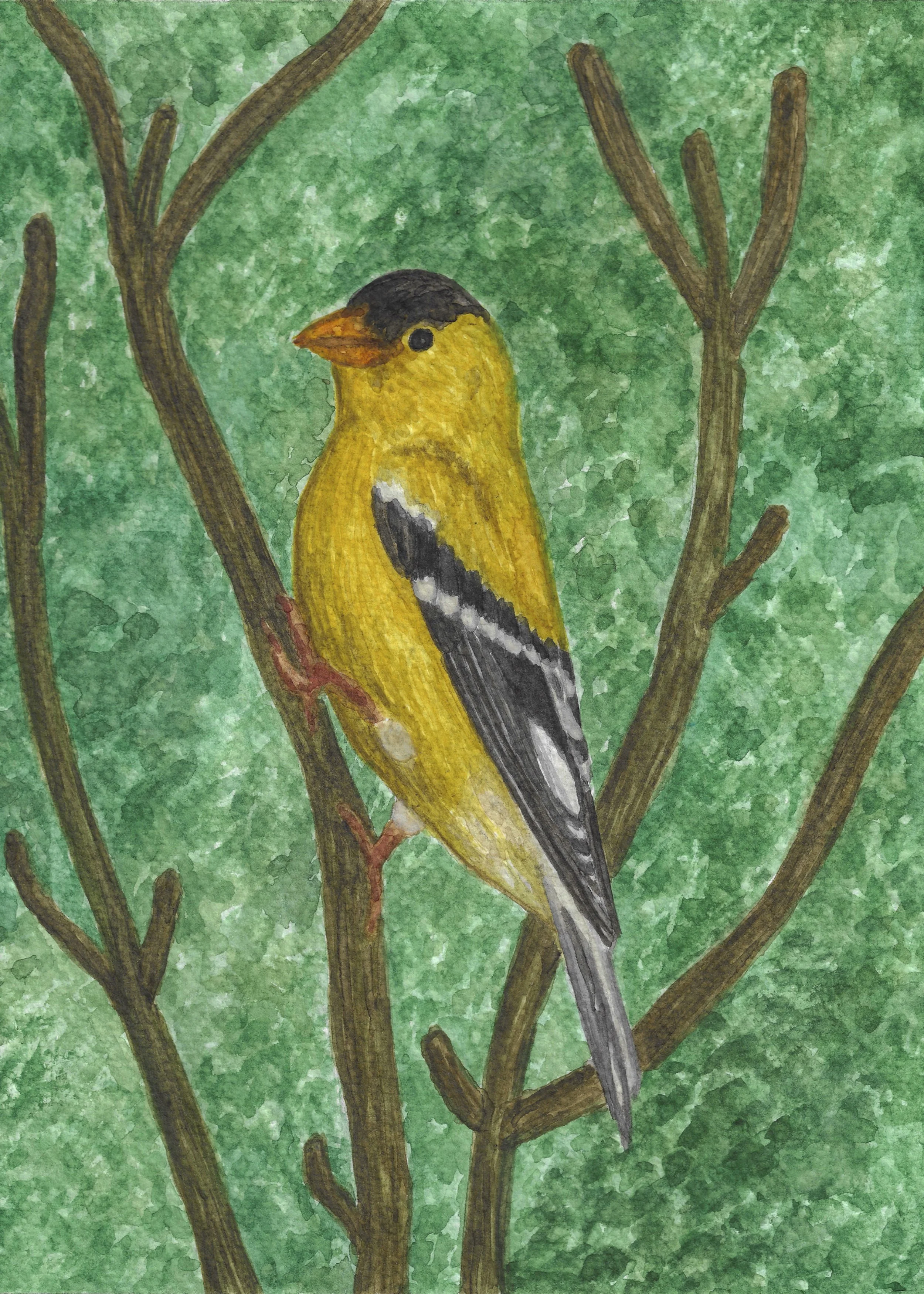American Goldfinch.jpg