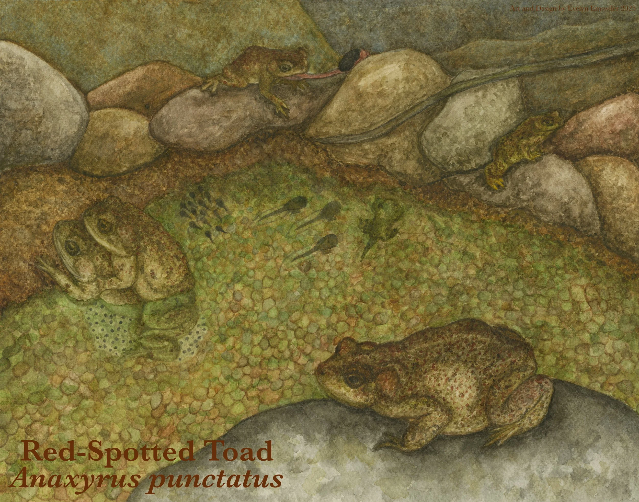 Red-spotted Toad