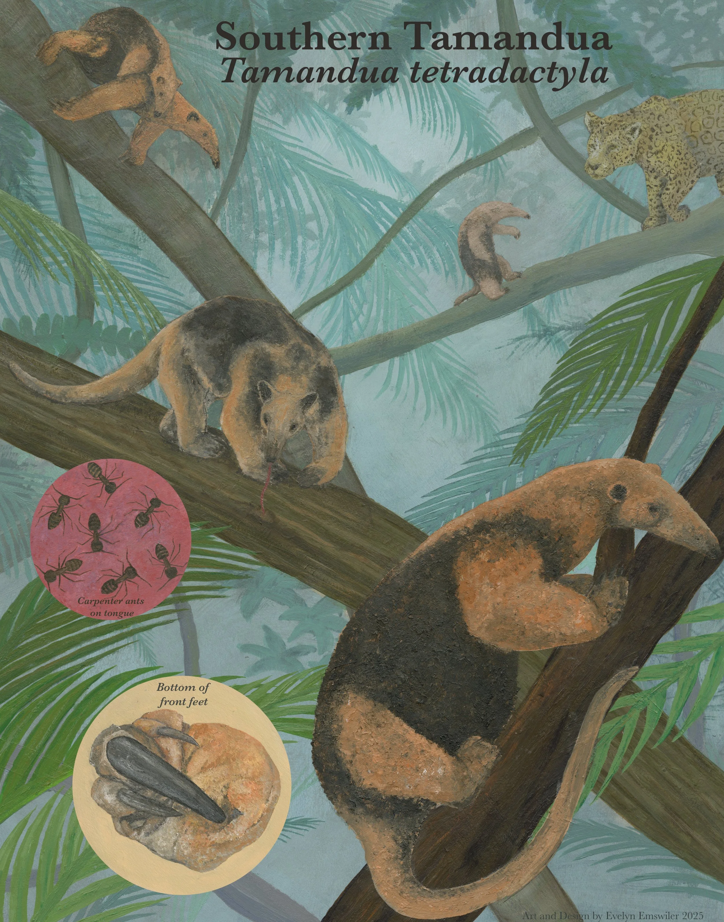 Southern Tamandua