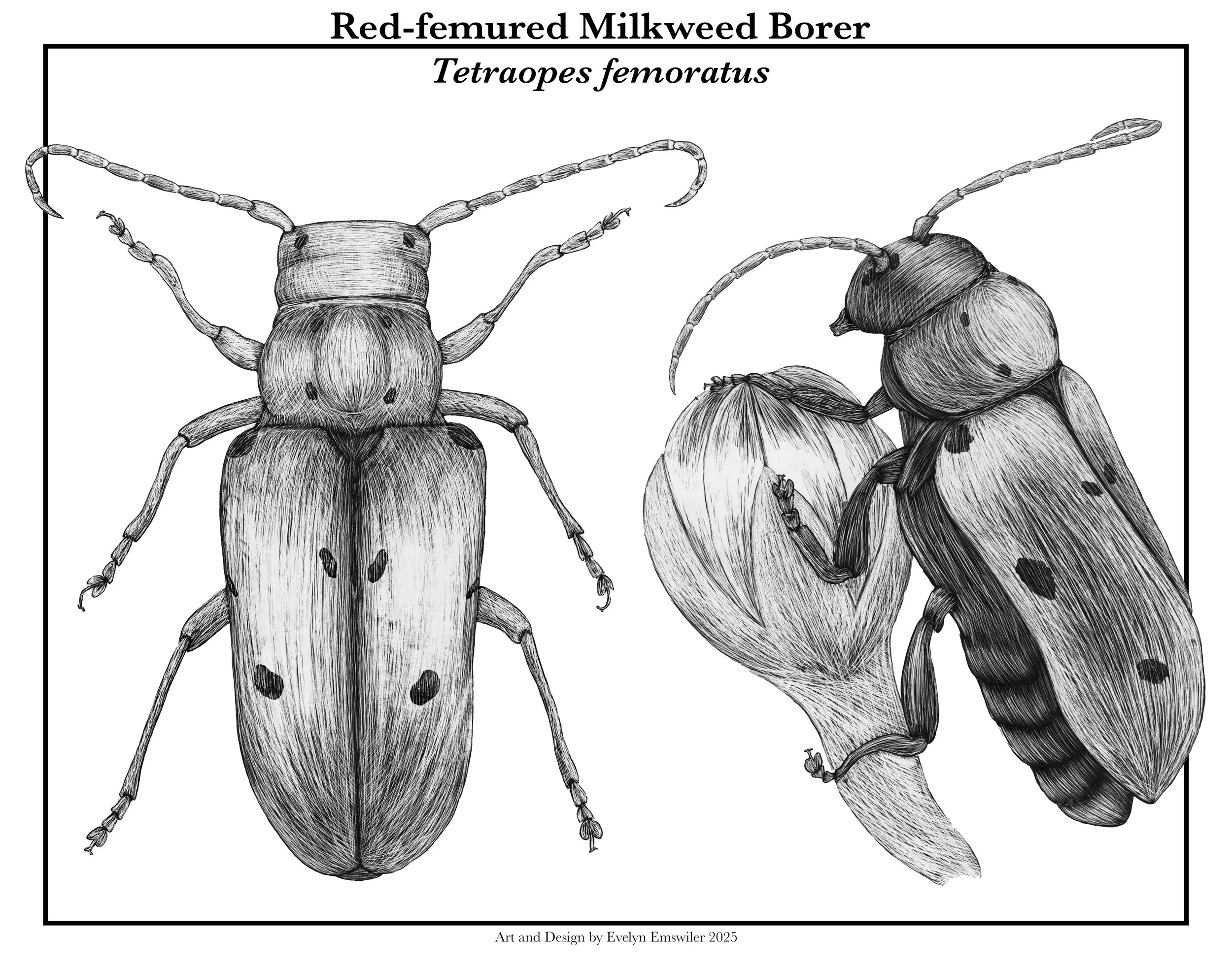 Red-femured Milkweed Borer